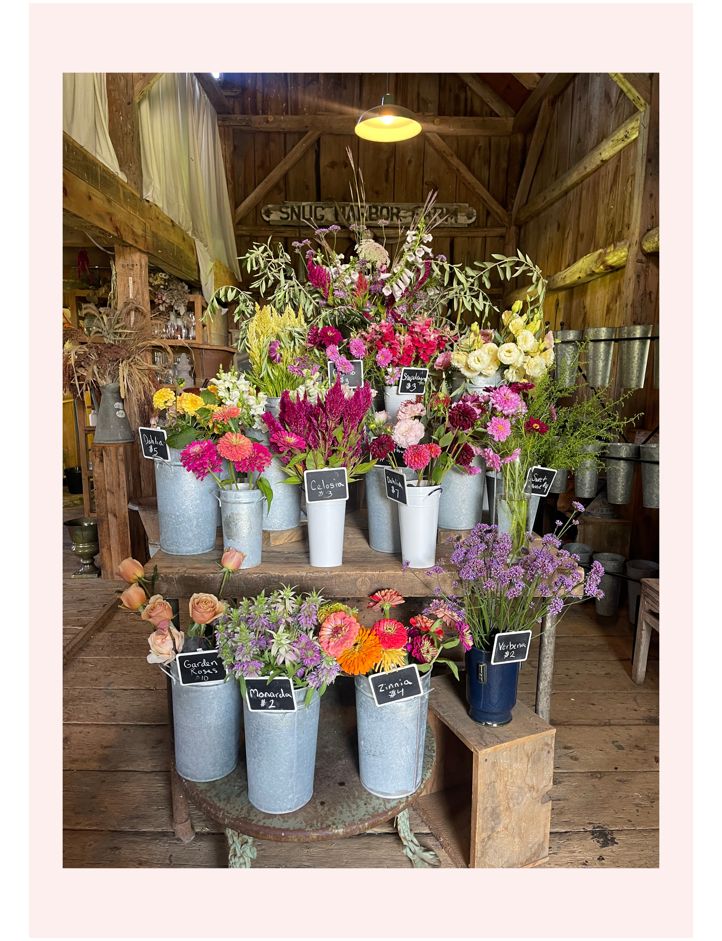 fresh cut flowers at Snug Harbor Farm in Maine