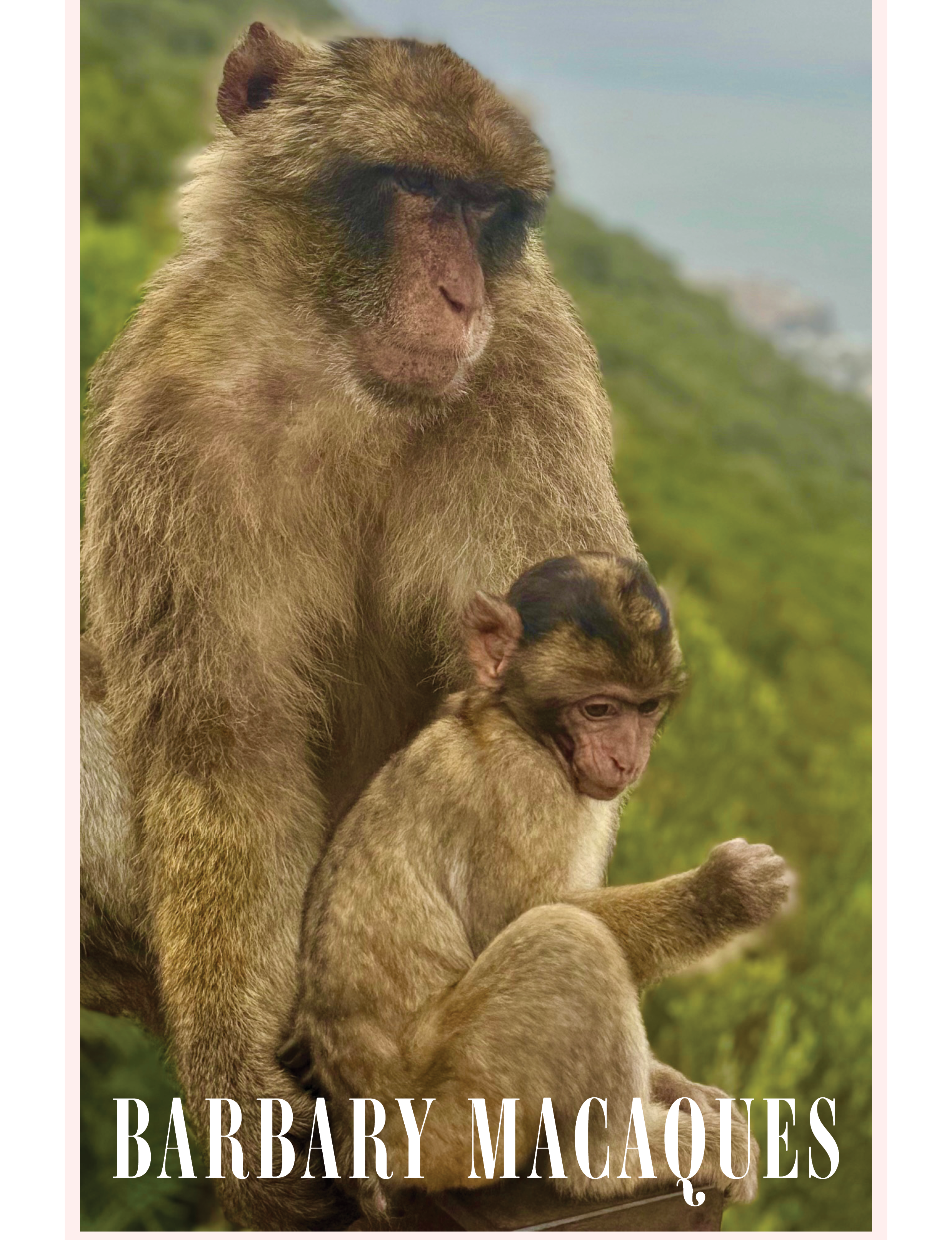 Barbary Macaques