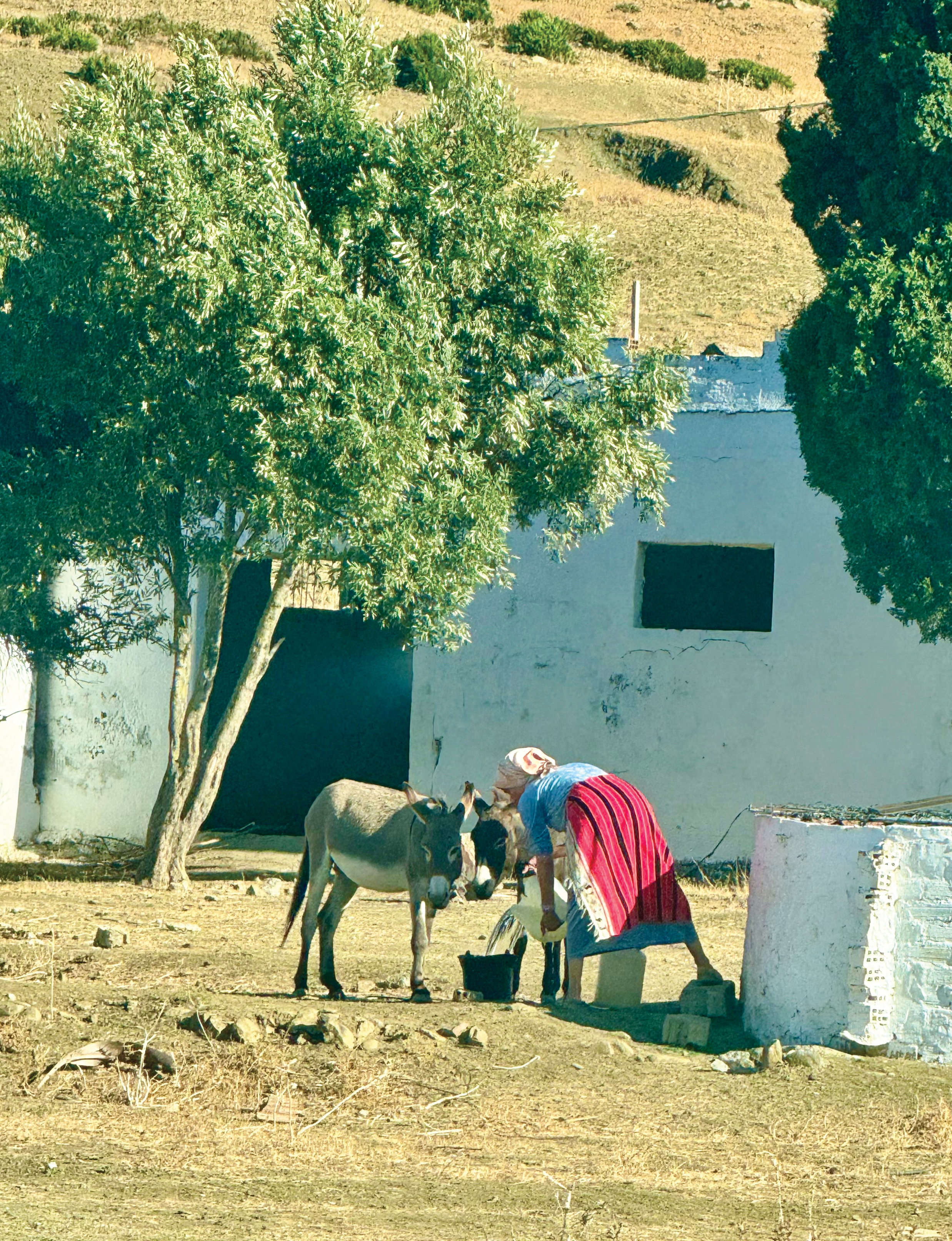 Woman with donkeys in Chefchaouen Morocco