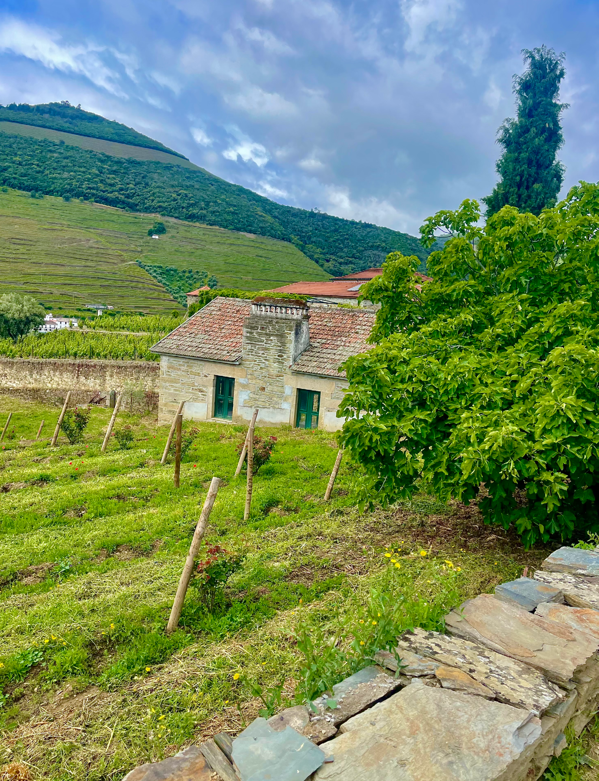 Douro Valley Portugal terraced vineyards