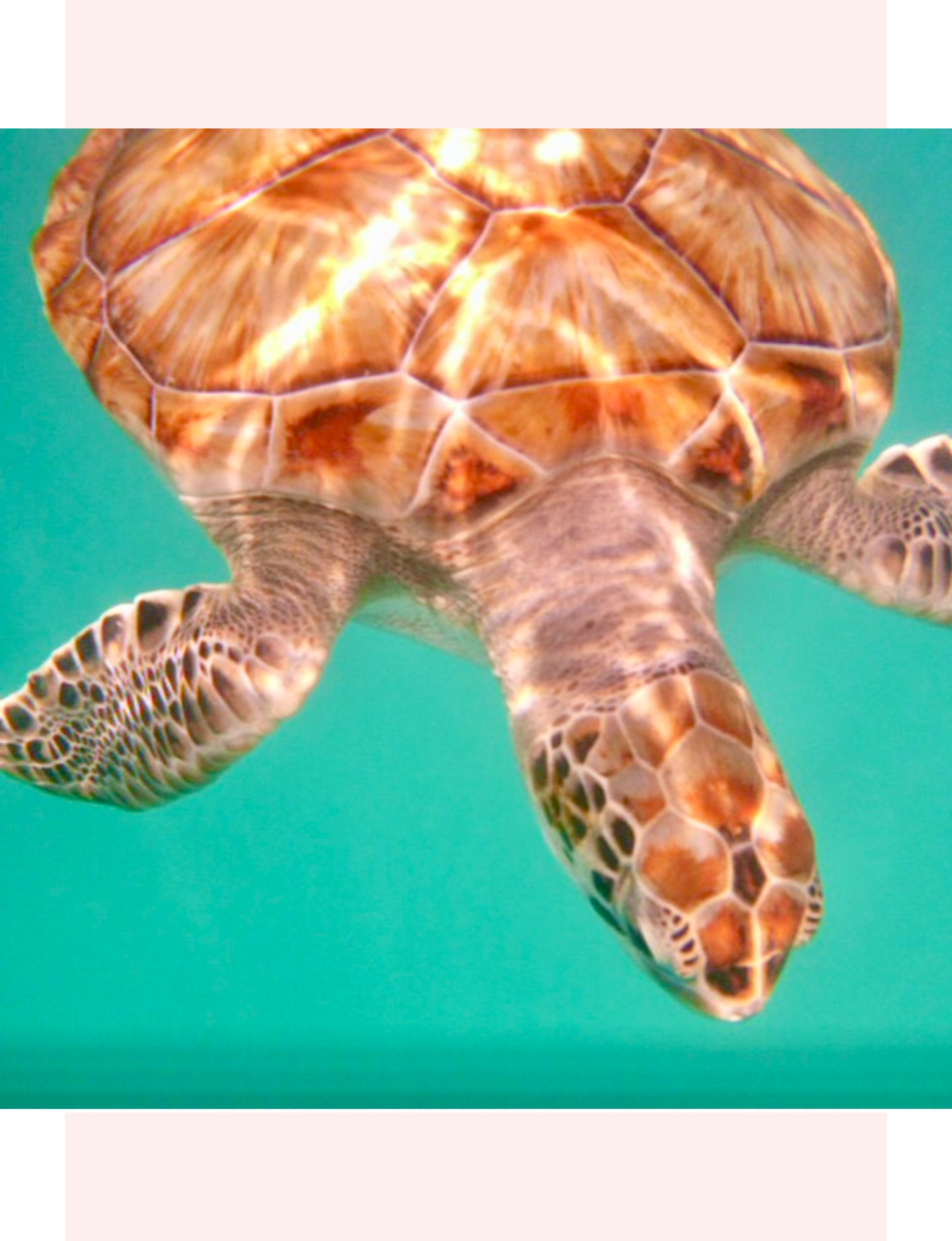 Barbados sea turtle swimming in the ocean