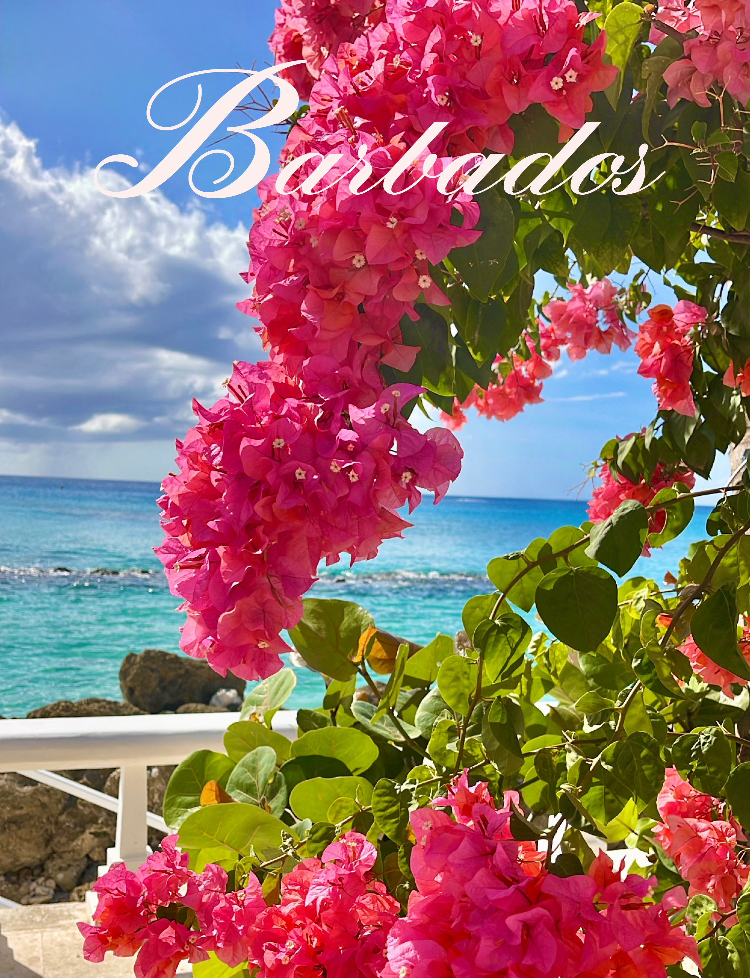 Barbados tropical beach and pink bougainvillea flowers