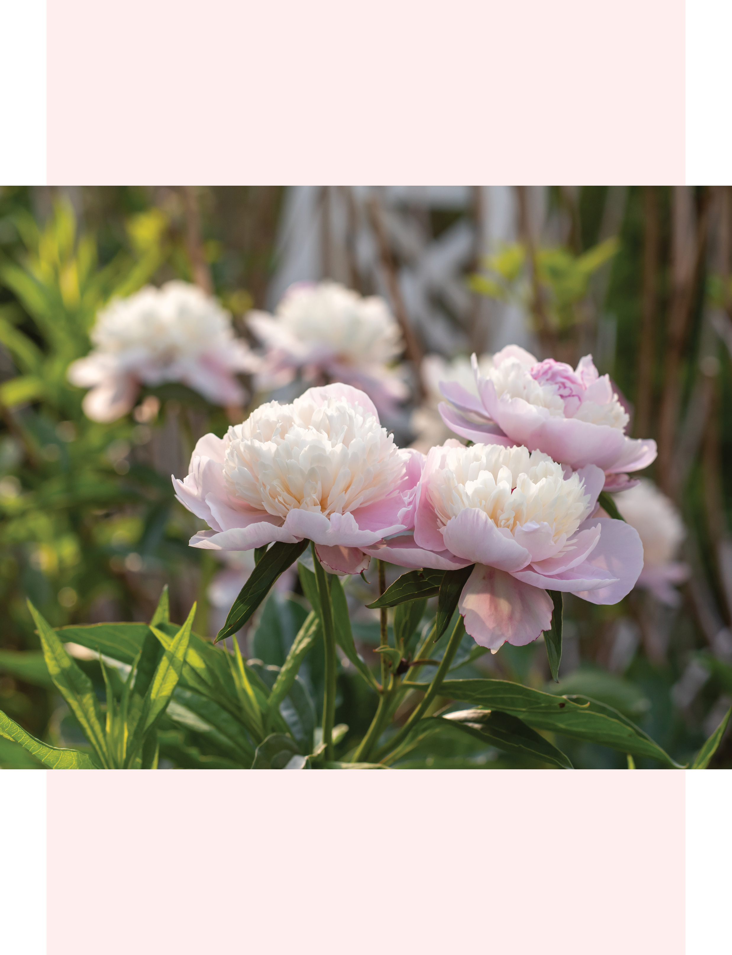 pale pink peonies