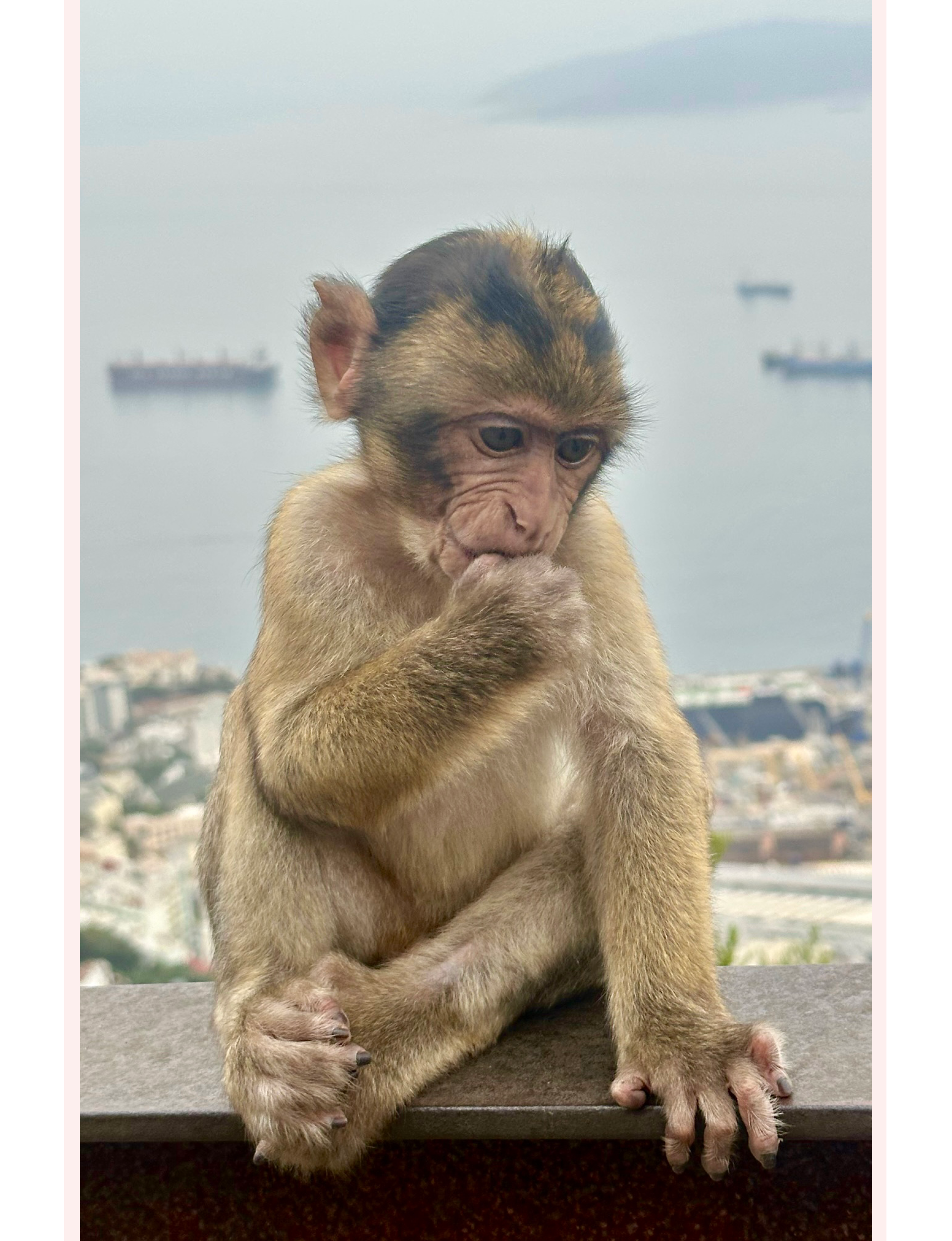A juvenile Barbary Macaque in Gibraltar