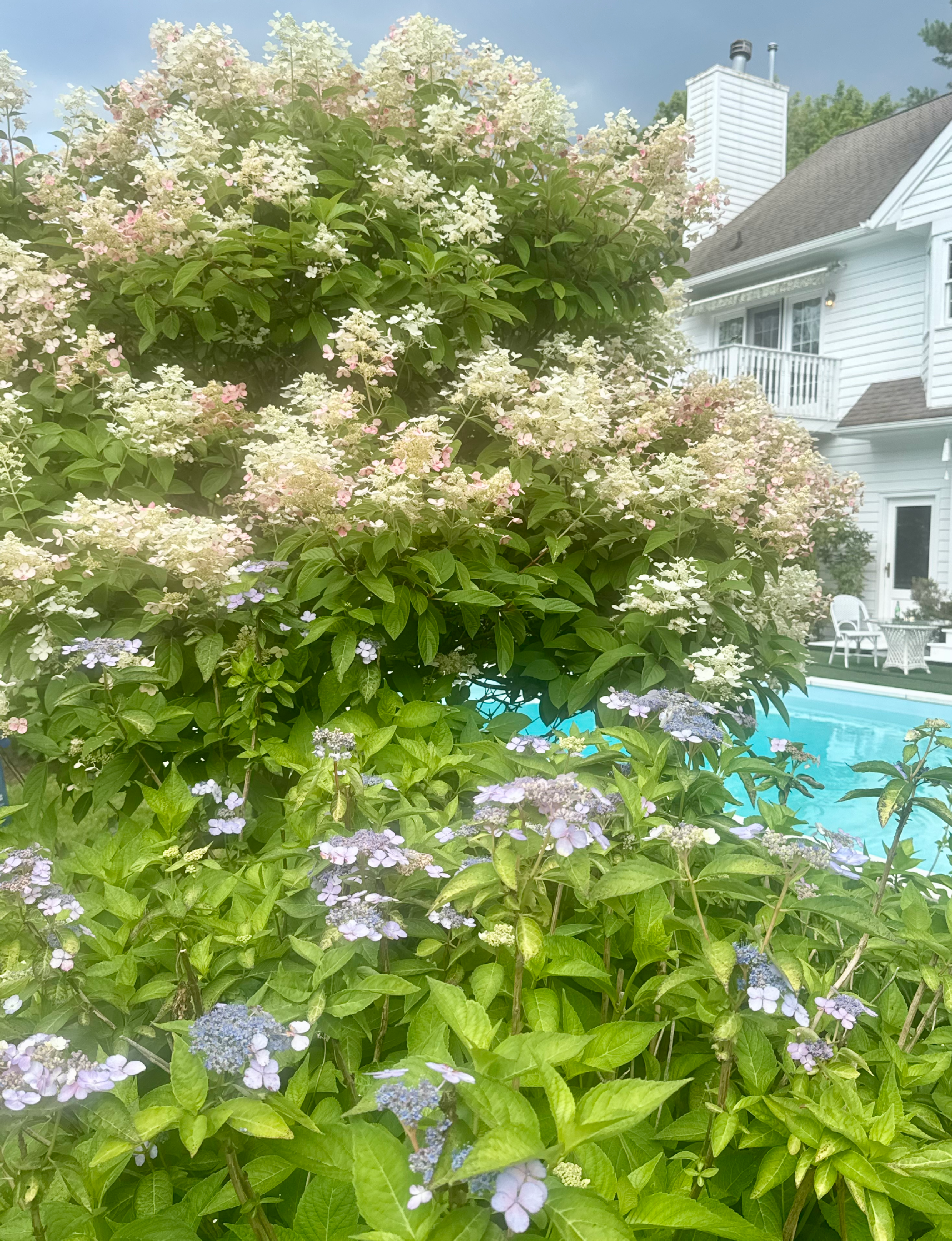 panicle hydrangea and lacecap hydrangea with a pool and white house in the background The Paris House Long Valley New Jersey
