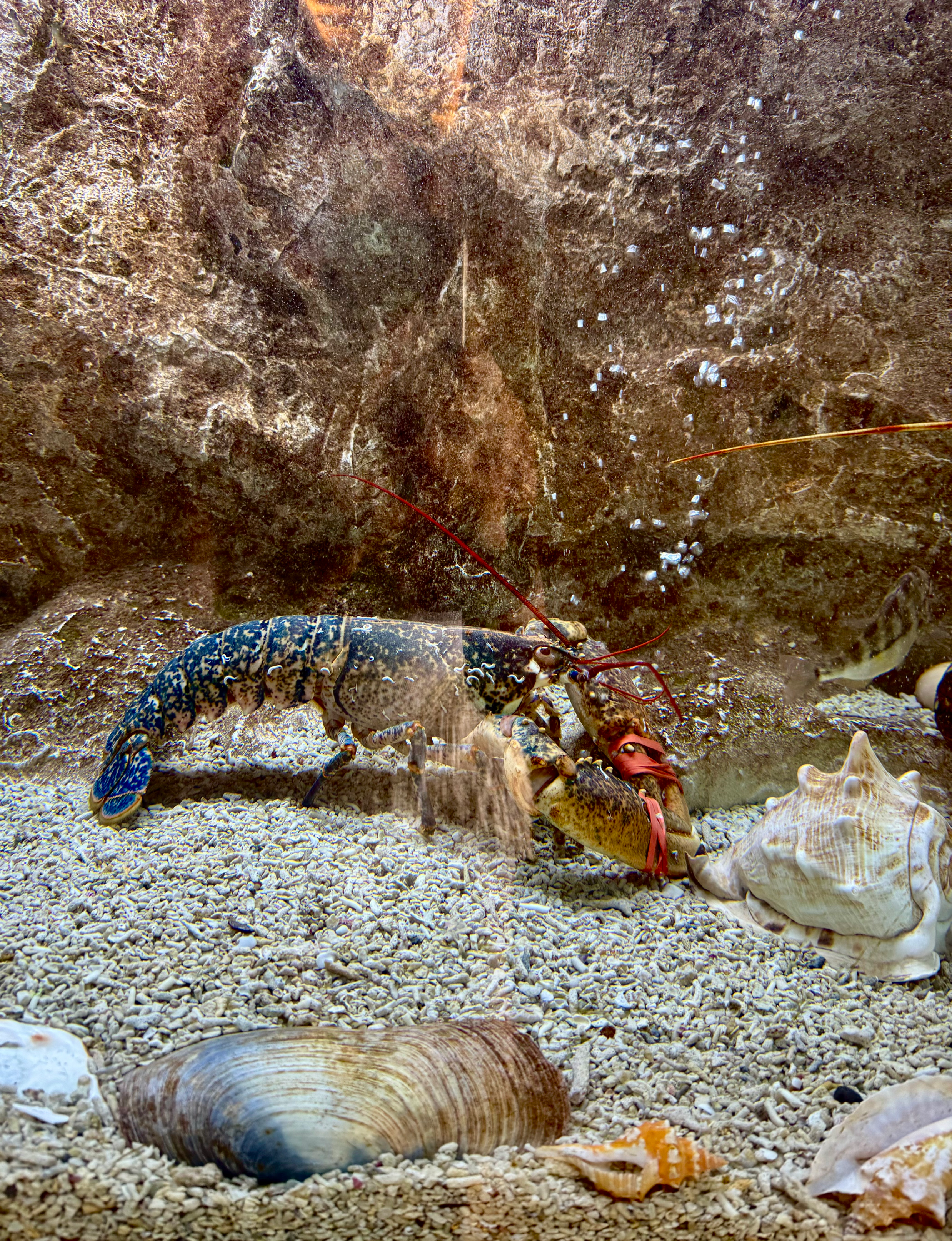 lobster in Comporta Portugal