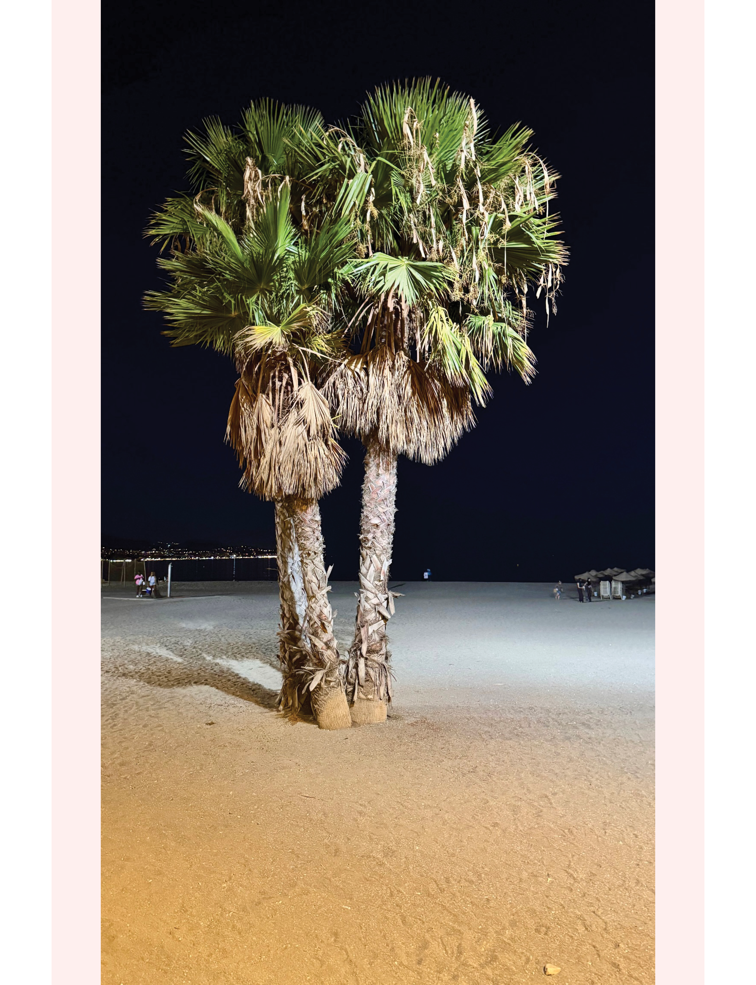 palm trees at night on the beach in Malaga Spain