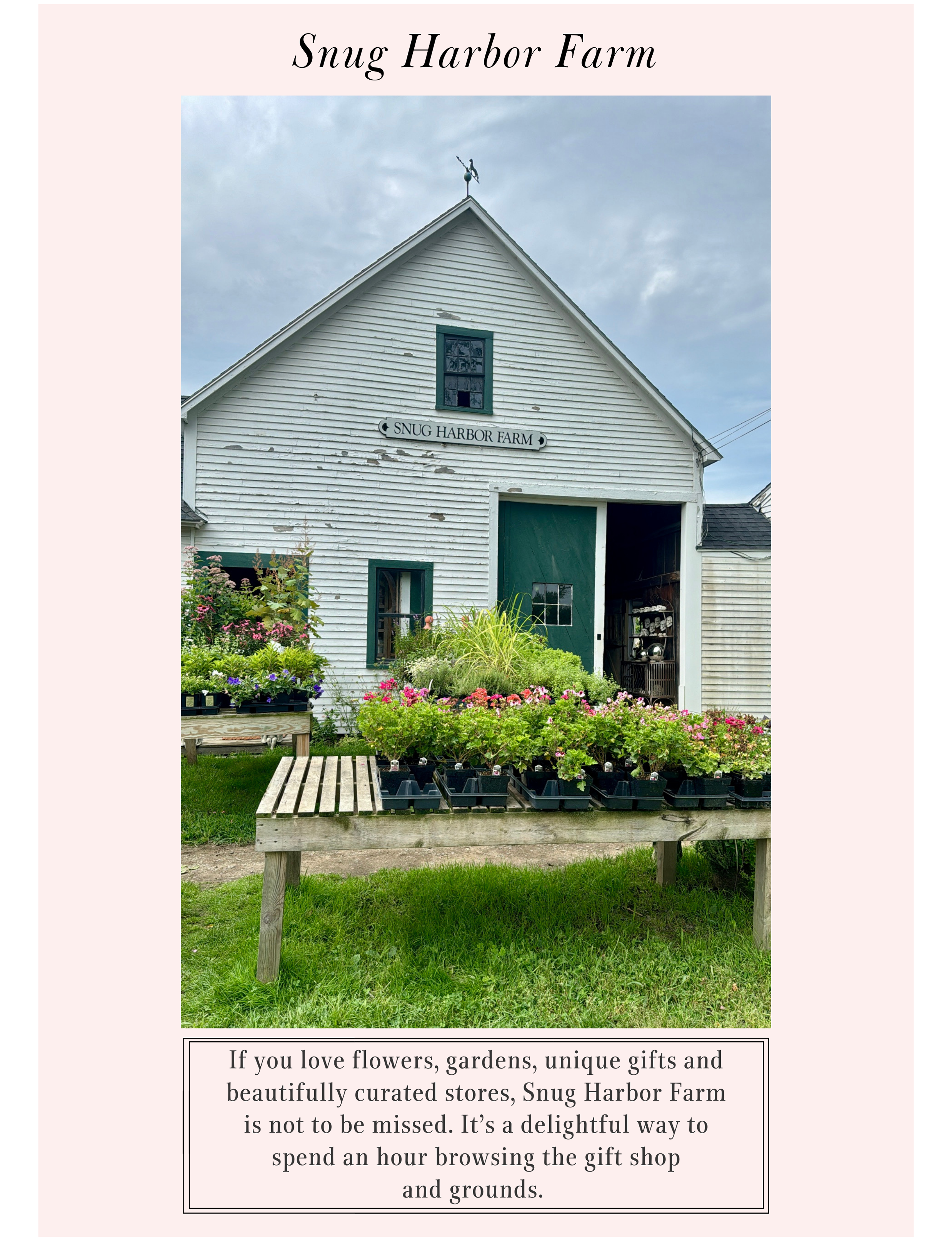 fresh flowers at Snug Harbor Farm in Maine