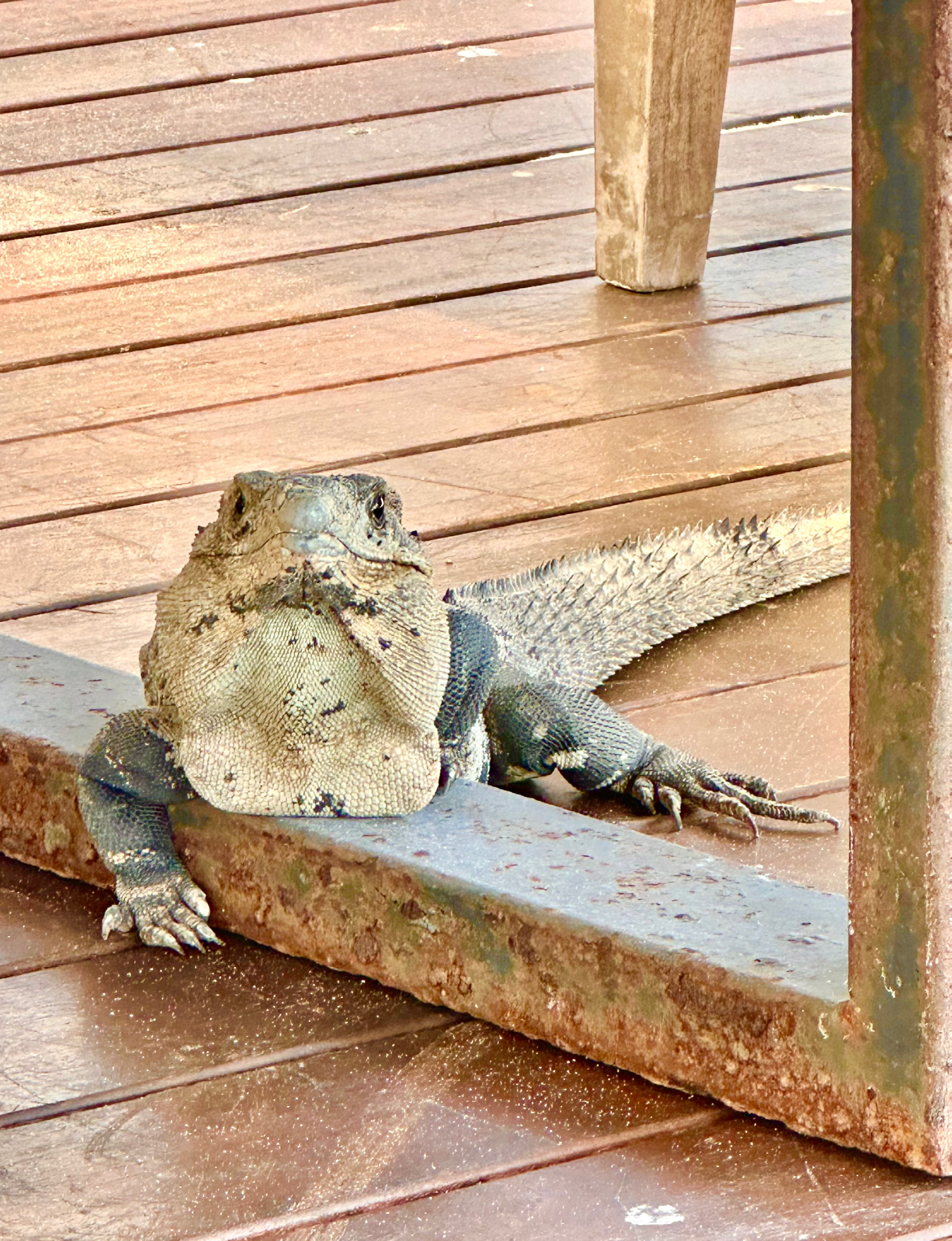 iguana sunbathing on patio at Hyatt in Mexico