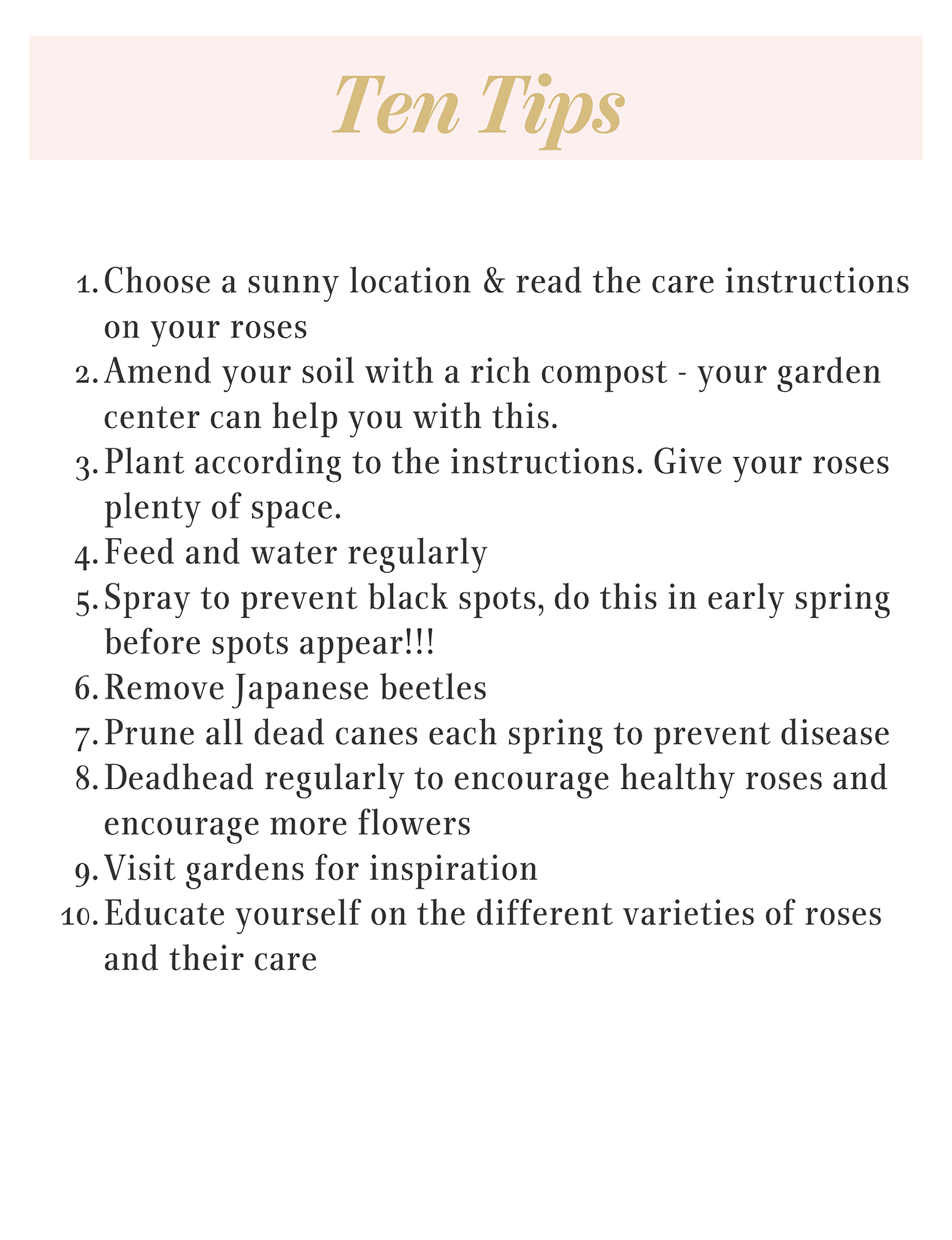 top ten tips for growing a rose garden