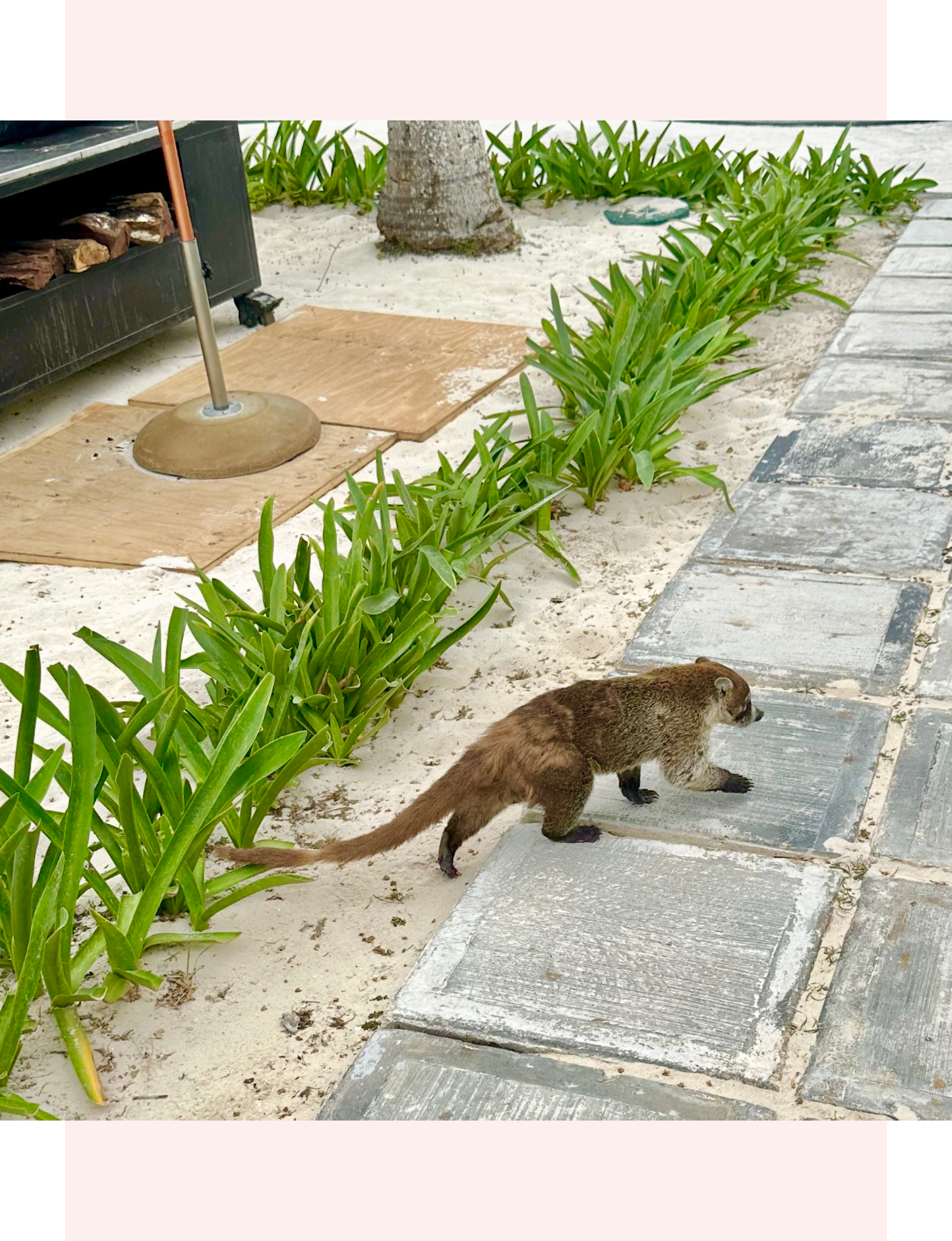 a coati walking along a stone pathway next to sandy ground and green foliage at Riviera Maya in Mexico