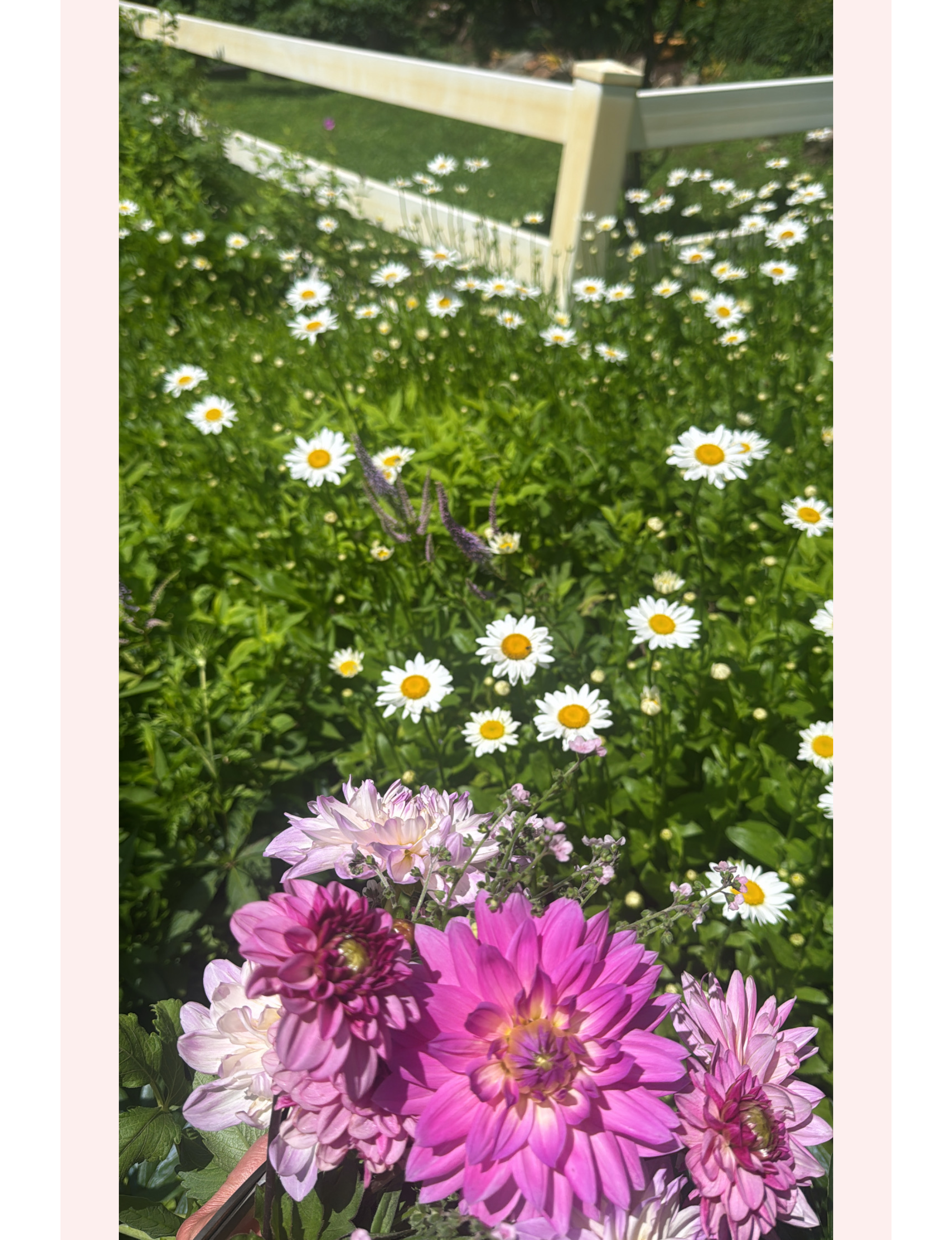 garden filled with shasta daisies and pink dahlias