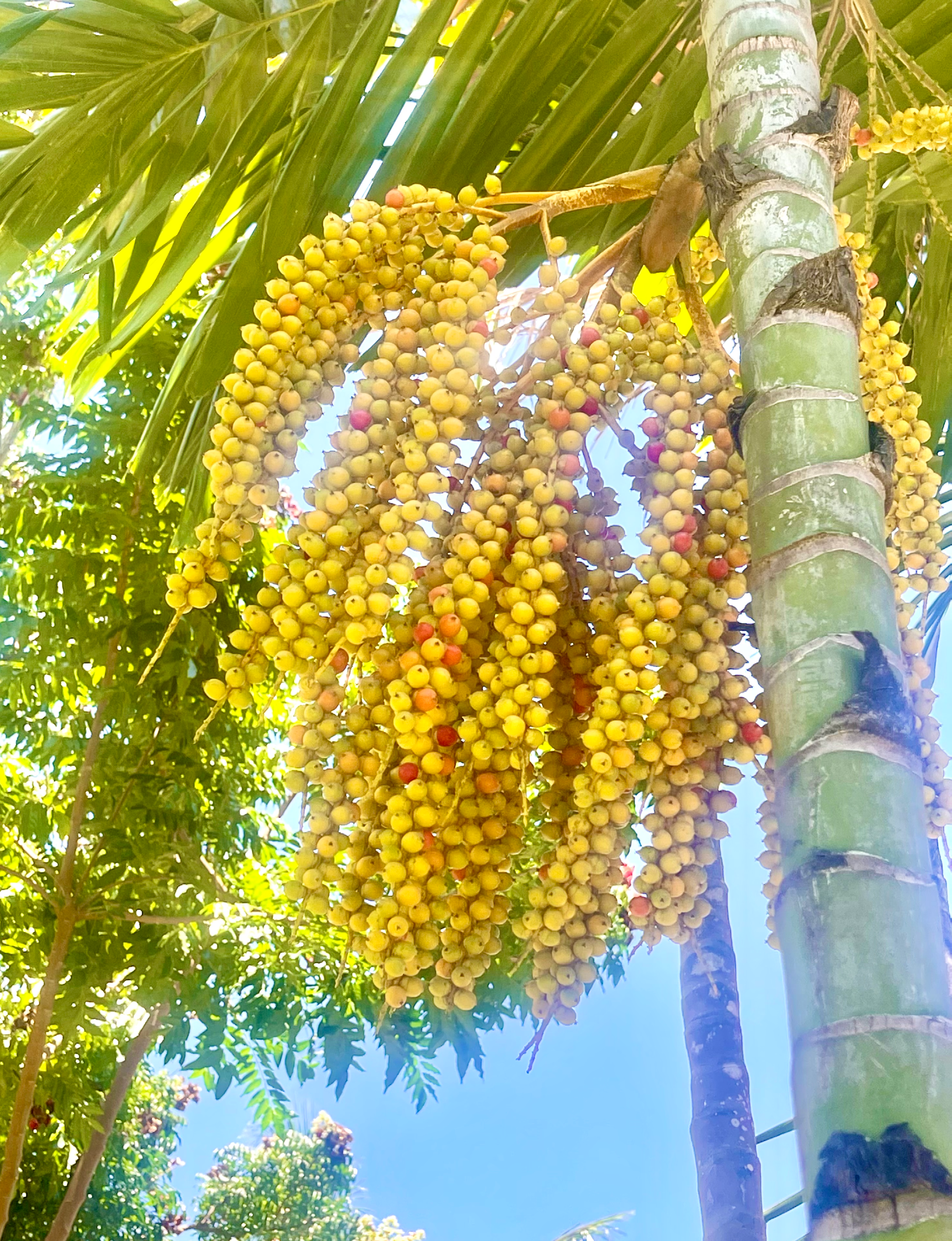 Cobblers Cove Barbados palm