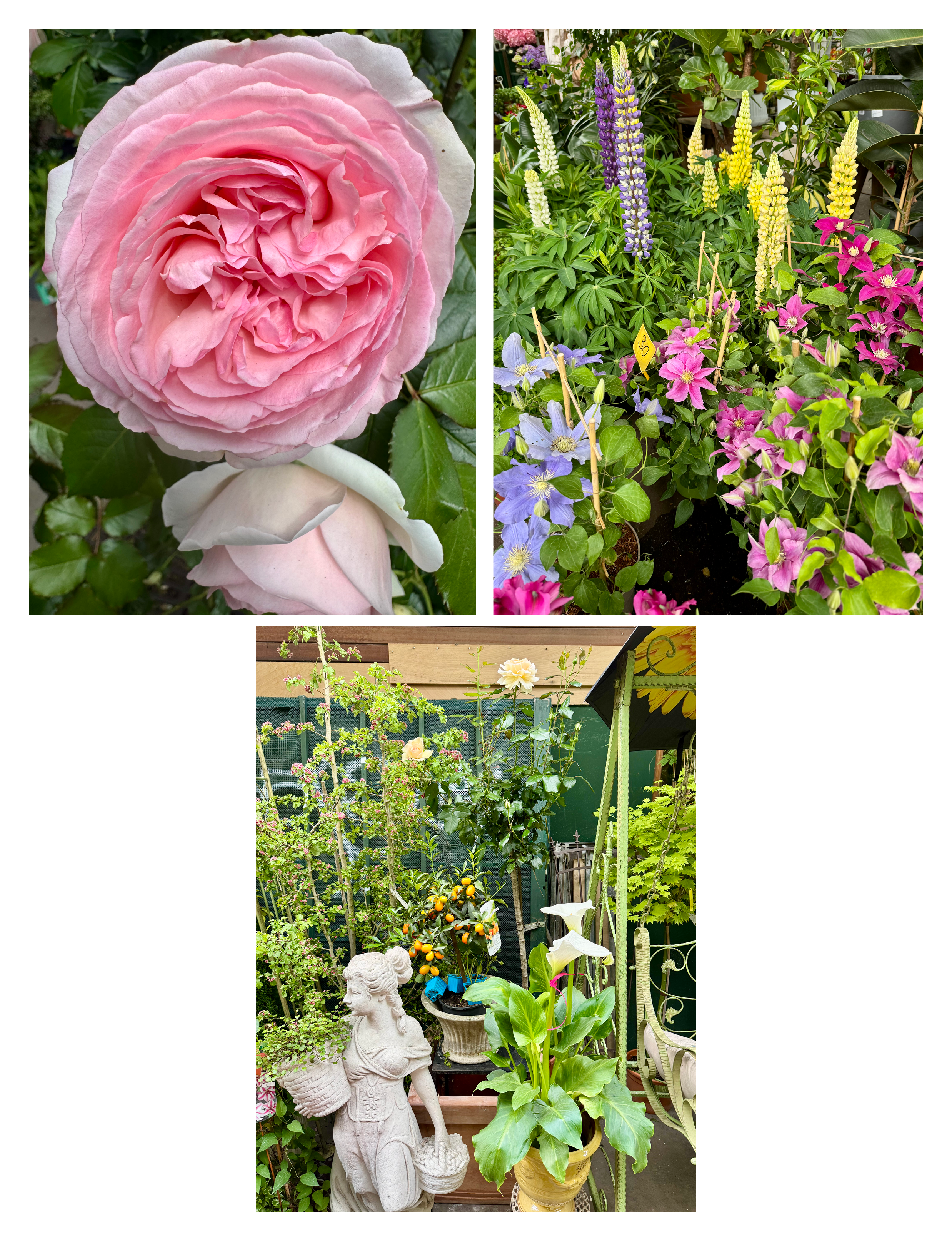 a collage of flowers including a classic pink Eden Climbing Rose in full bloom alongside vibrant perennial lupines and clematis