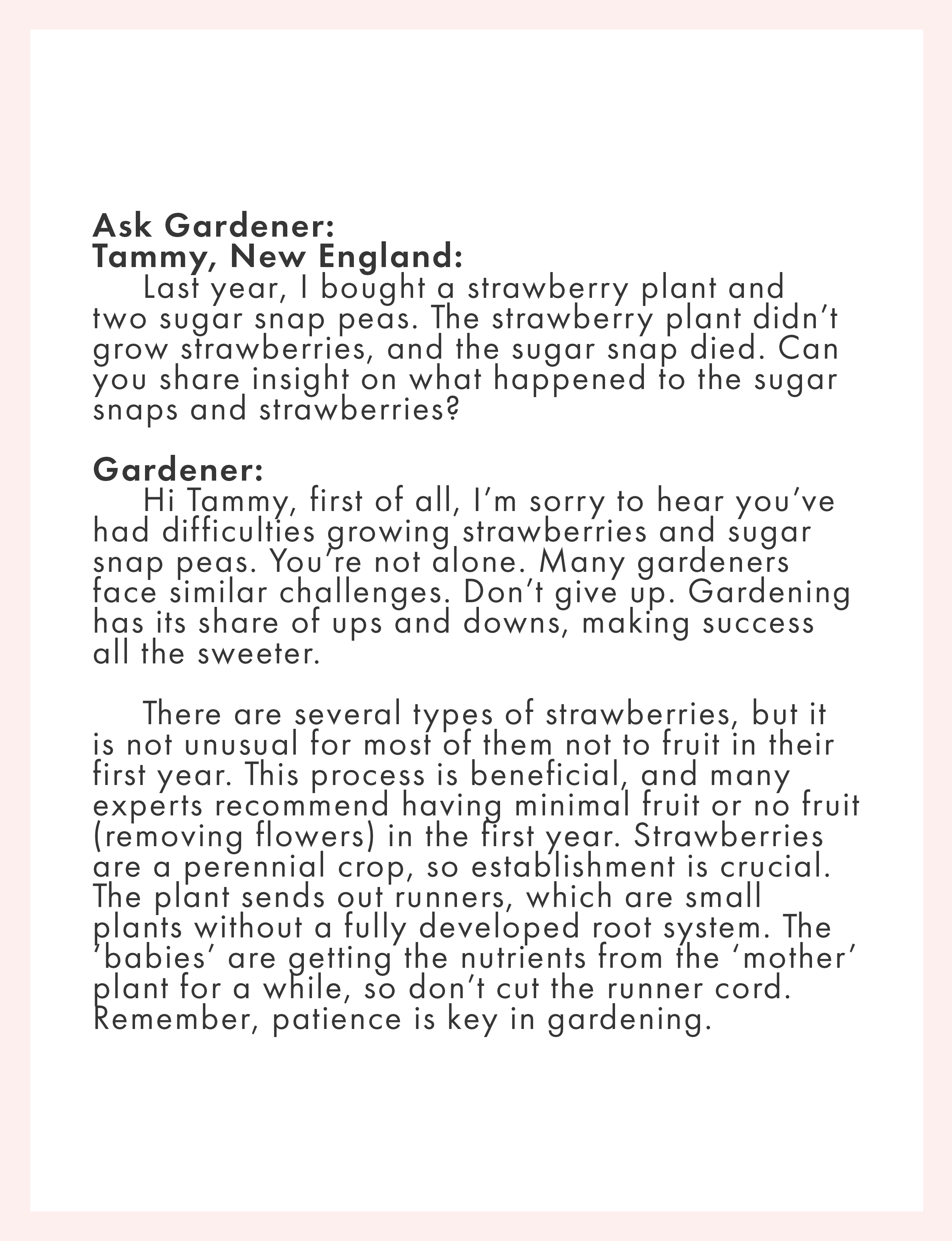 gardening tips how to care for sugar snap peas and strawberries