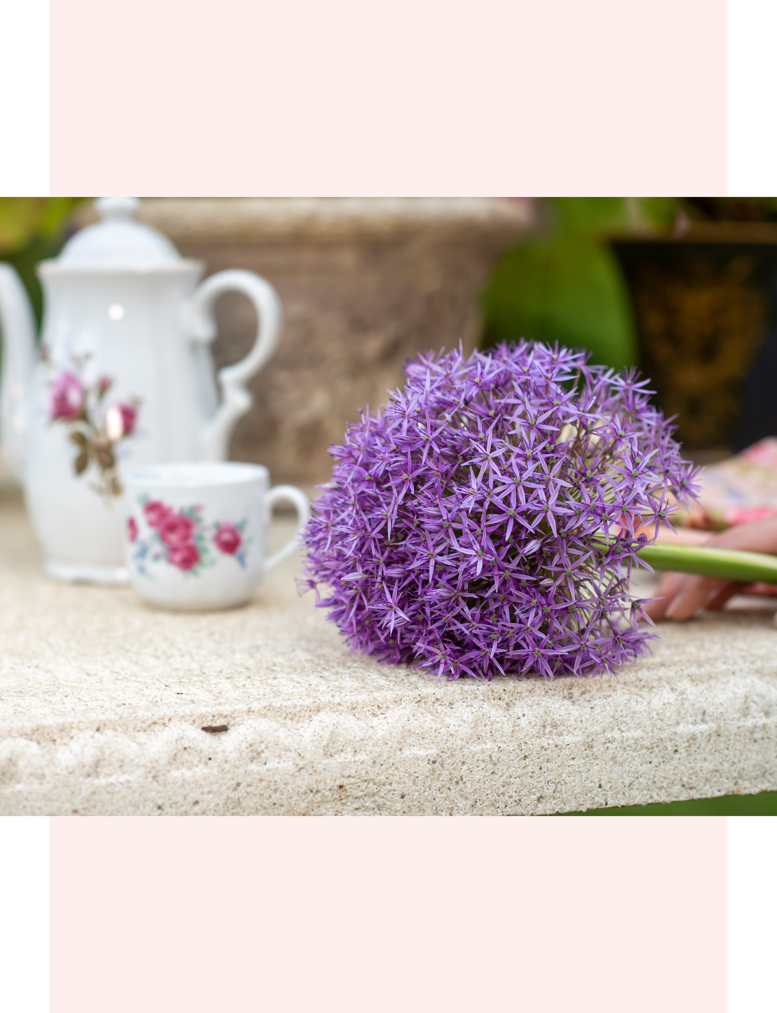 allium flower resting on stone next to a decorative floral teacup and teapot