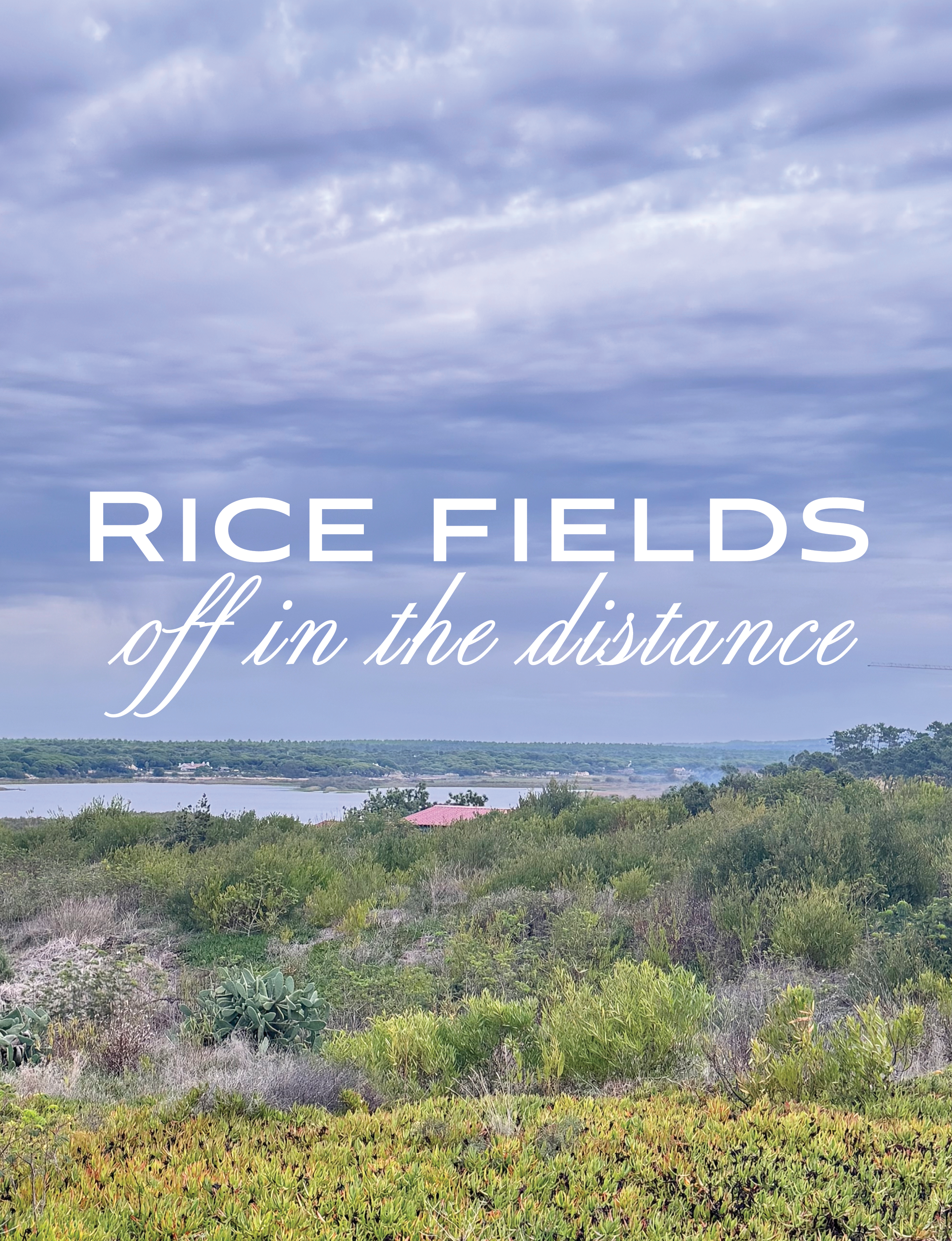 Melides Portugal rice fields