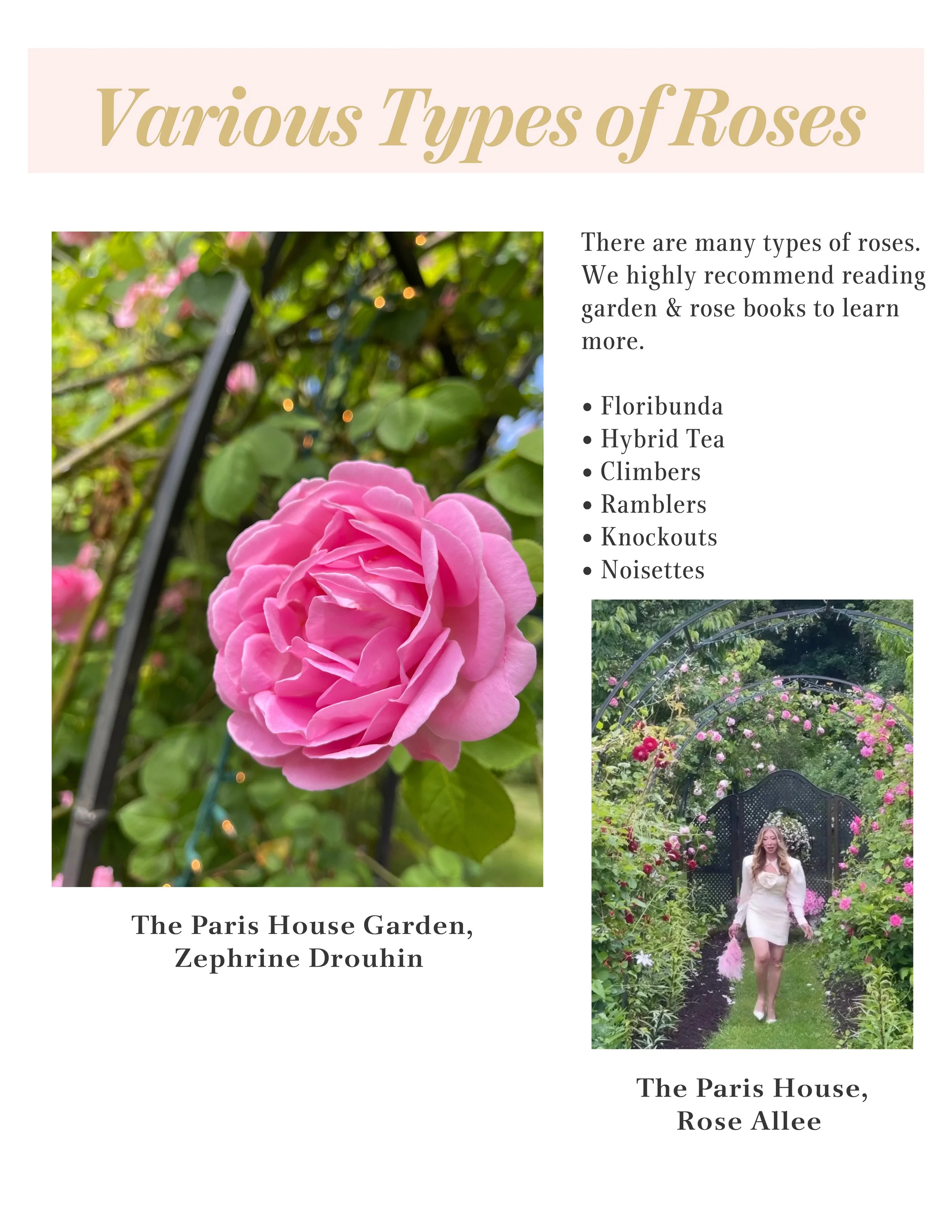 Various Types of Roses