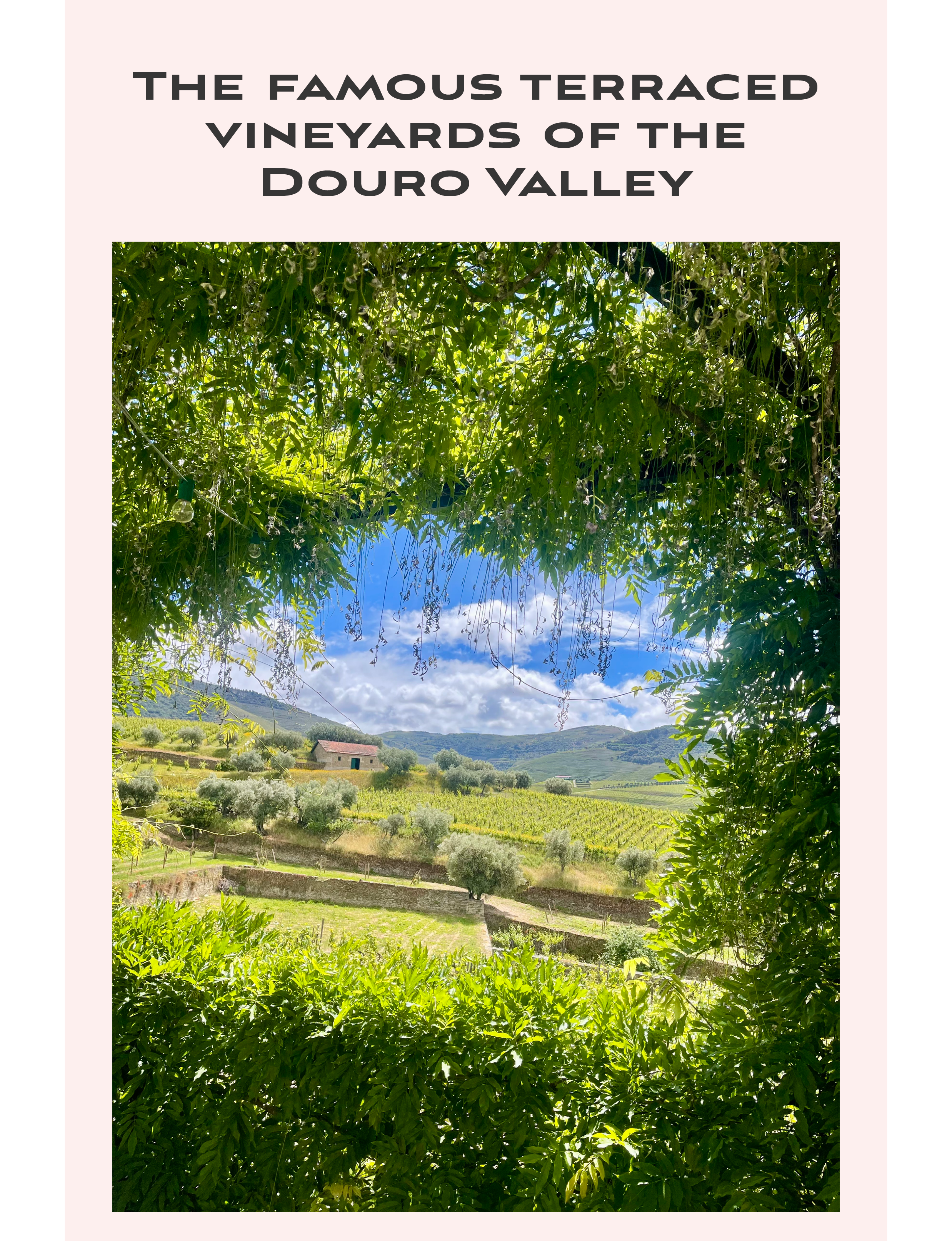 The famous terraced vineyards of the Douro Valley