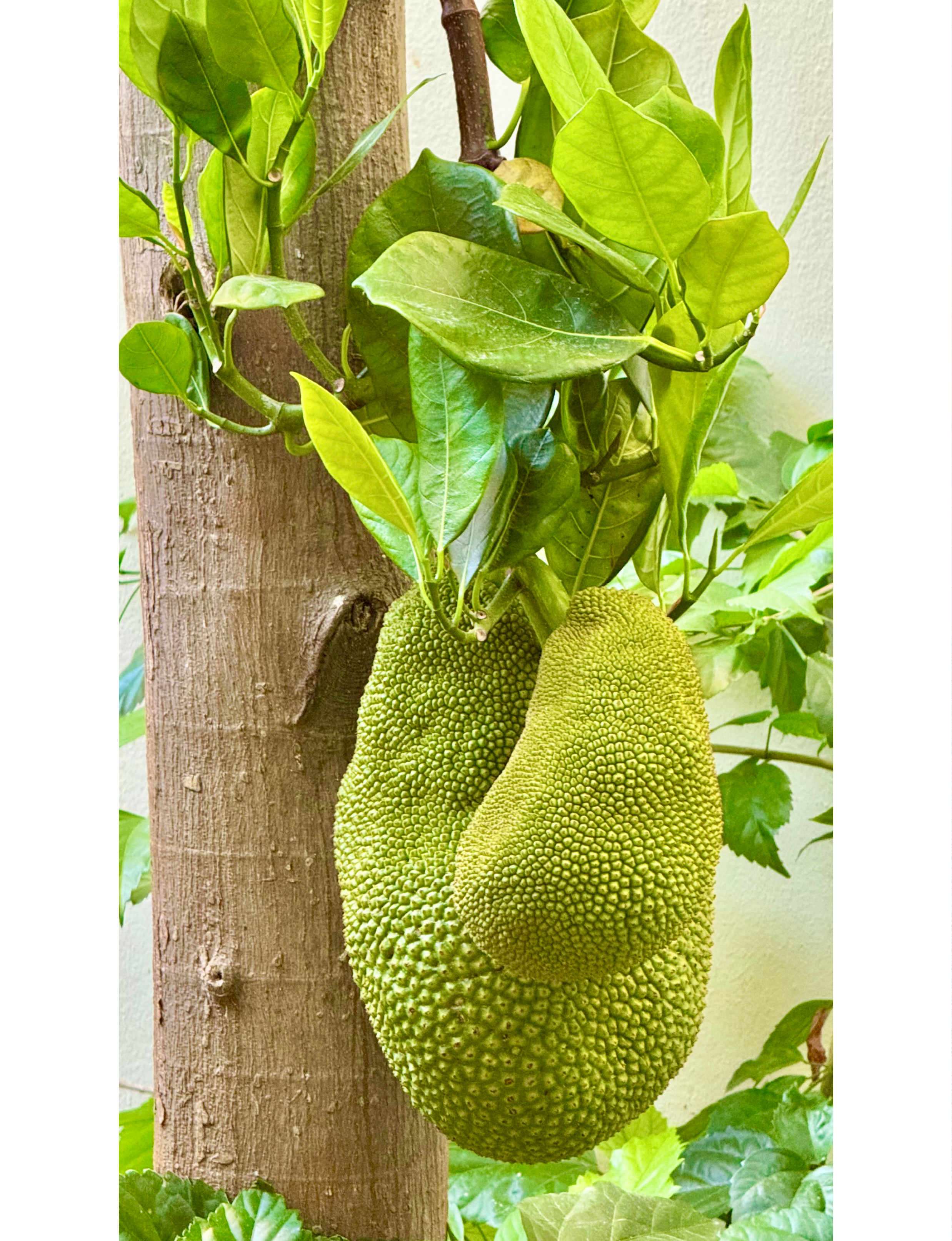 jackfruit in Mexico