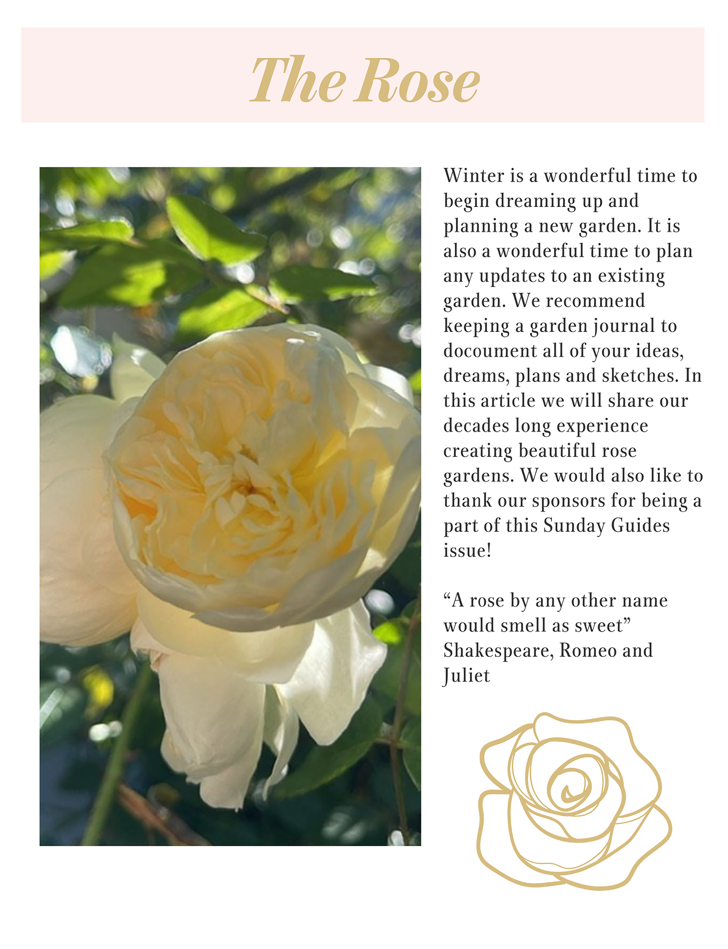 white rose and greeting