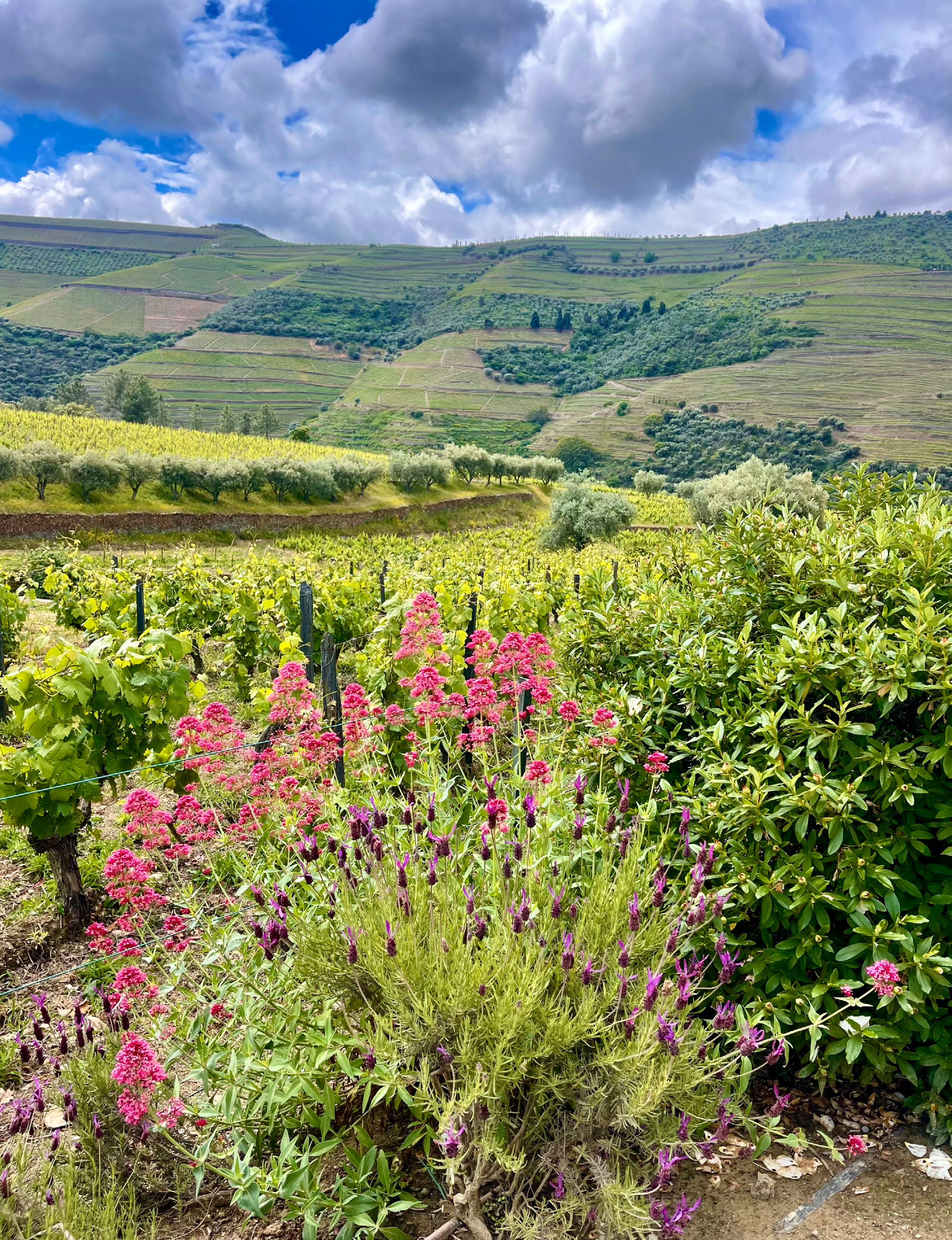 Douro Valley Portugal terraced vineyards
