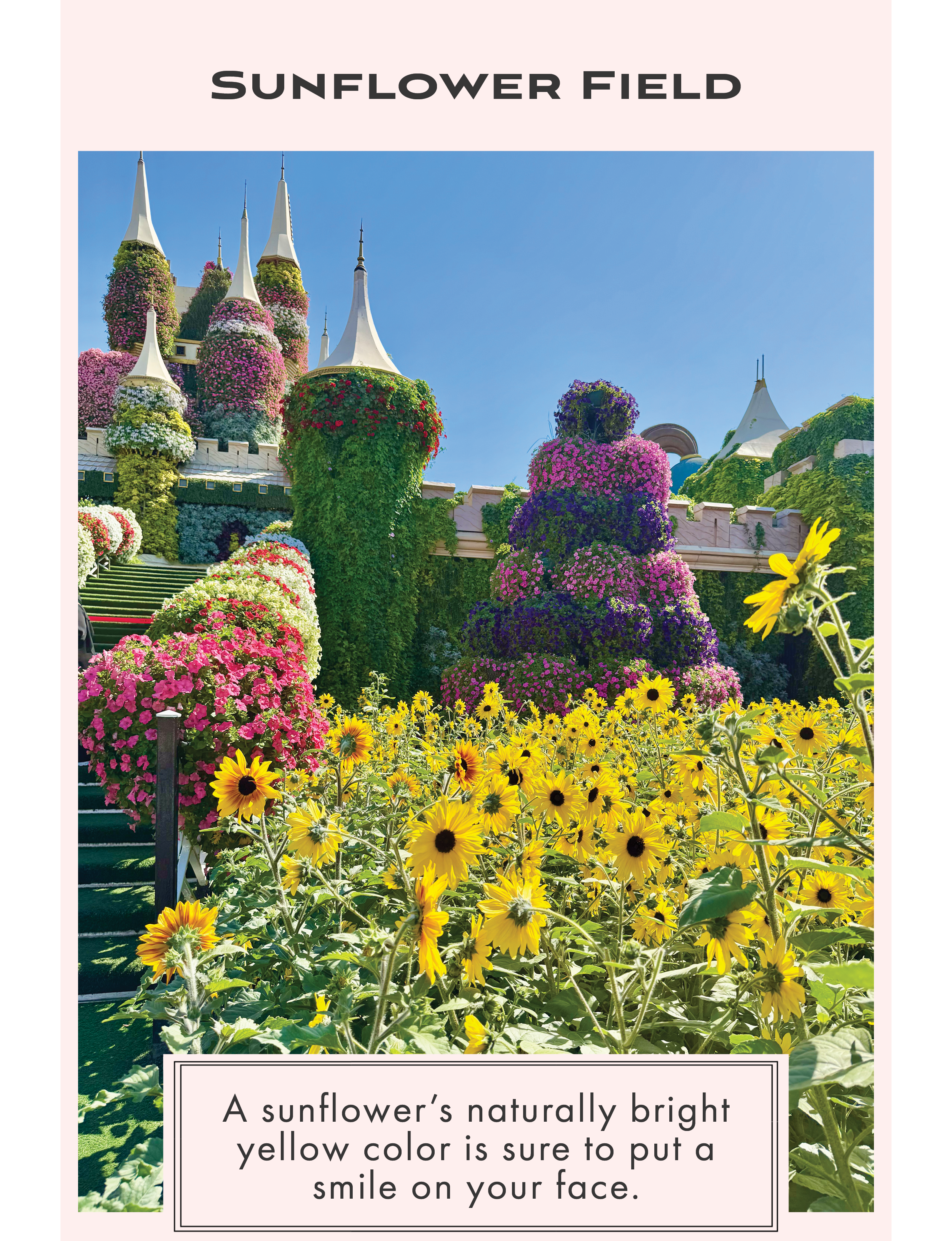 sunflower field and floral castle at Dubai Miracle Garden