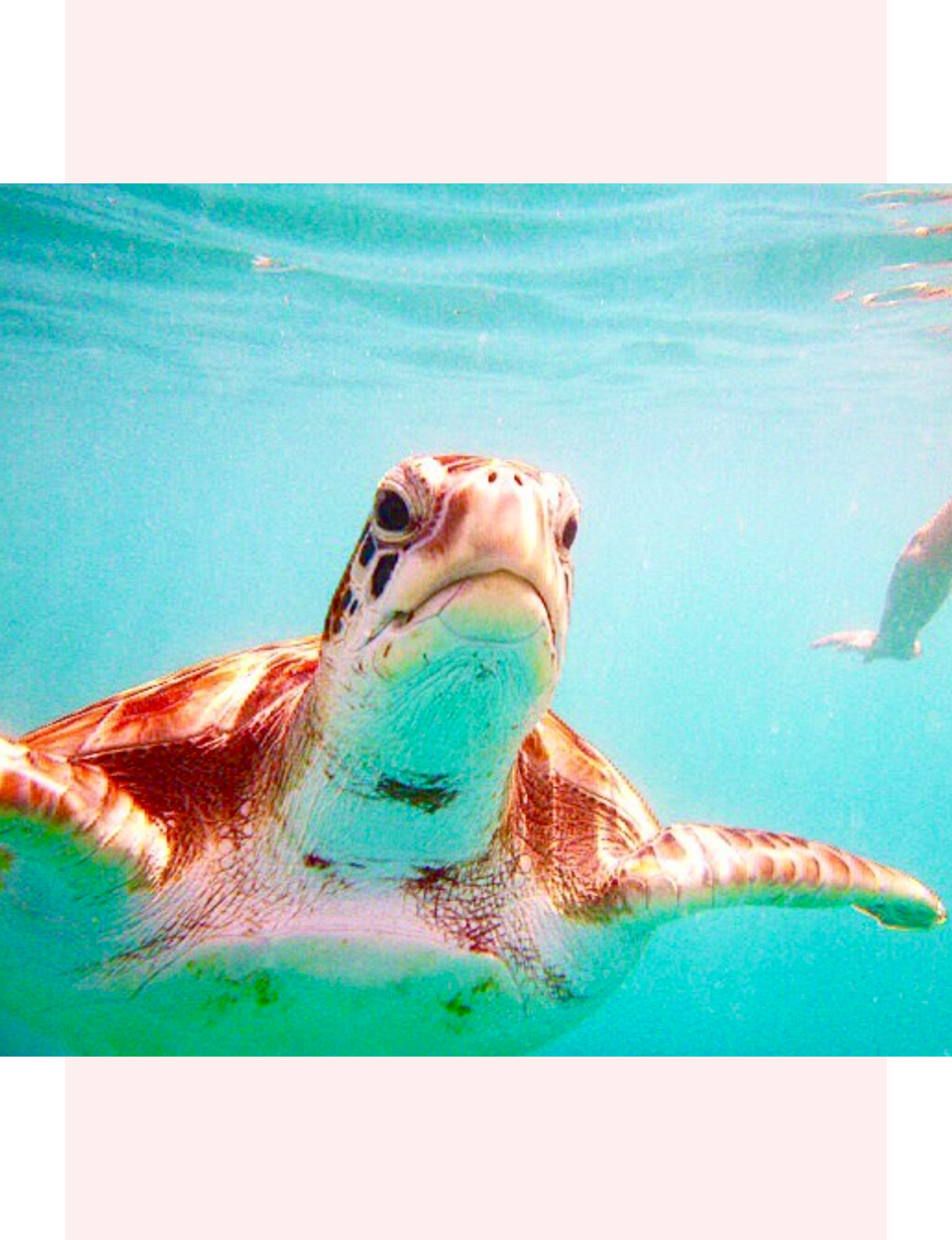 Barbados sea turtle swimming in the ocean