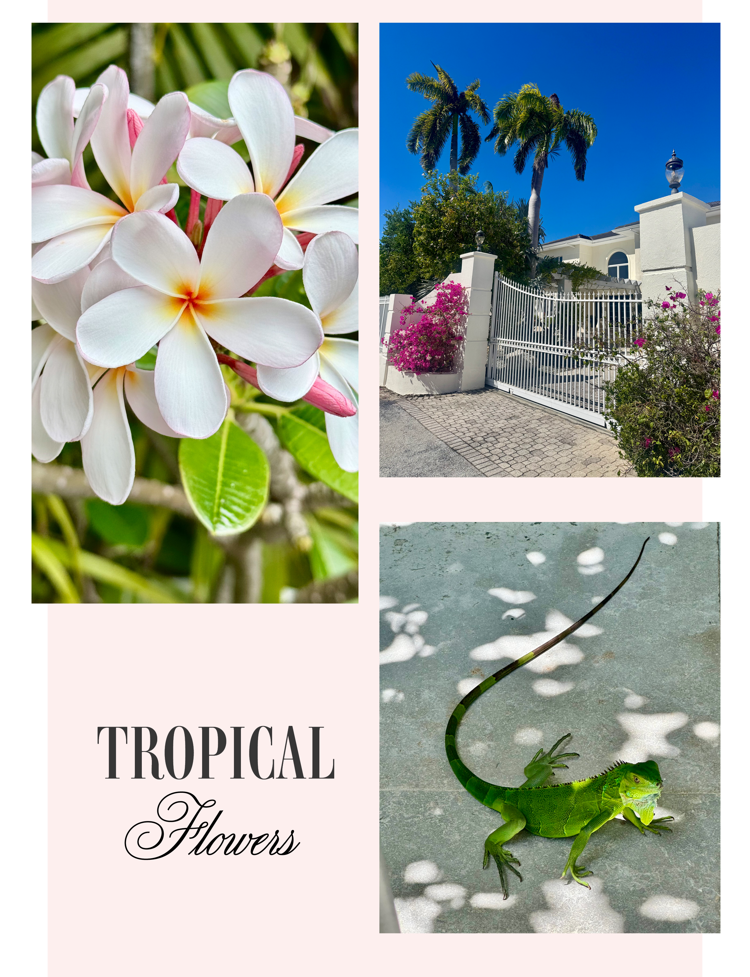 Tropical flowers Grand Cayman