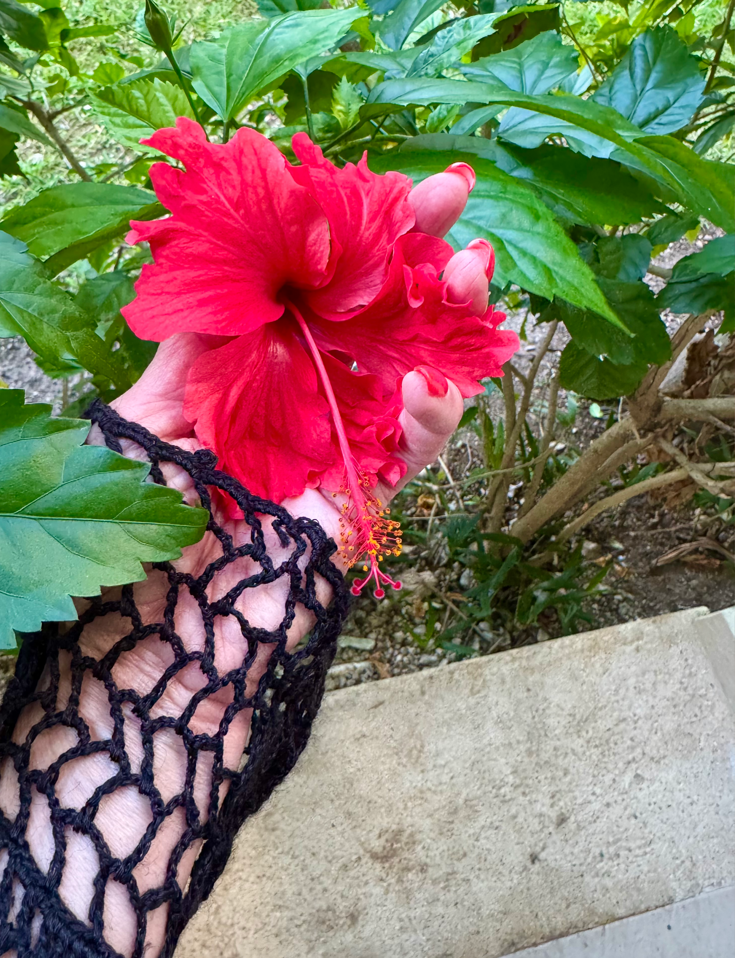 tropical red hibiscus