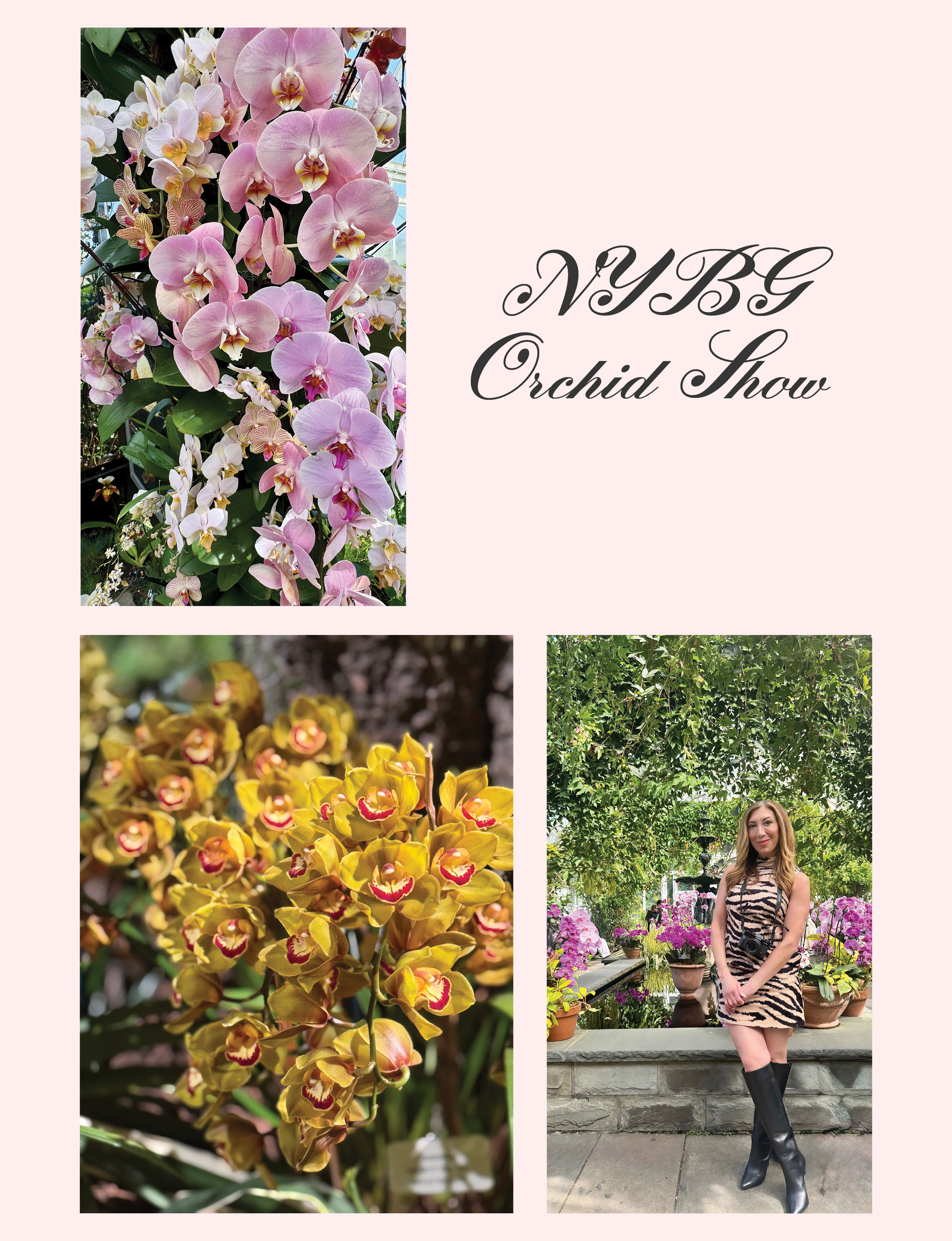 New York Botanical Gardens Orchid Show