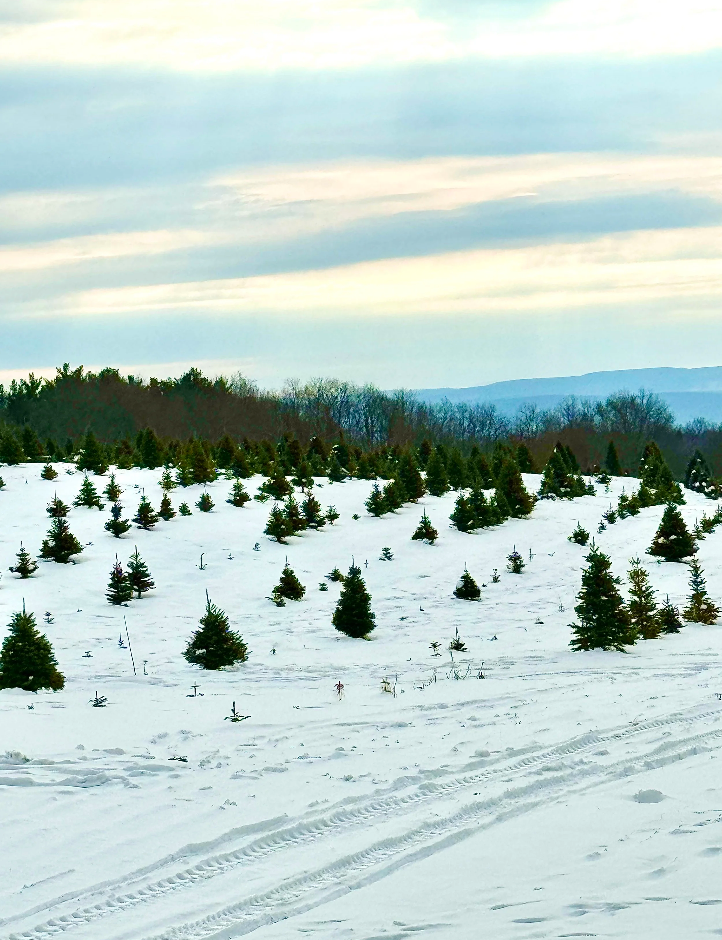 Snowy Christmas tree farm