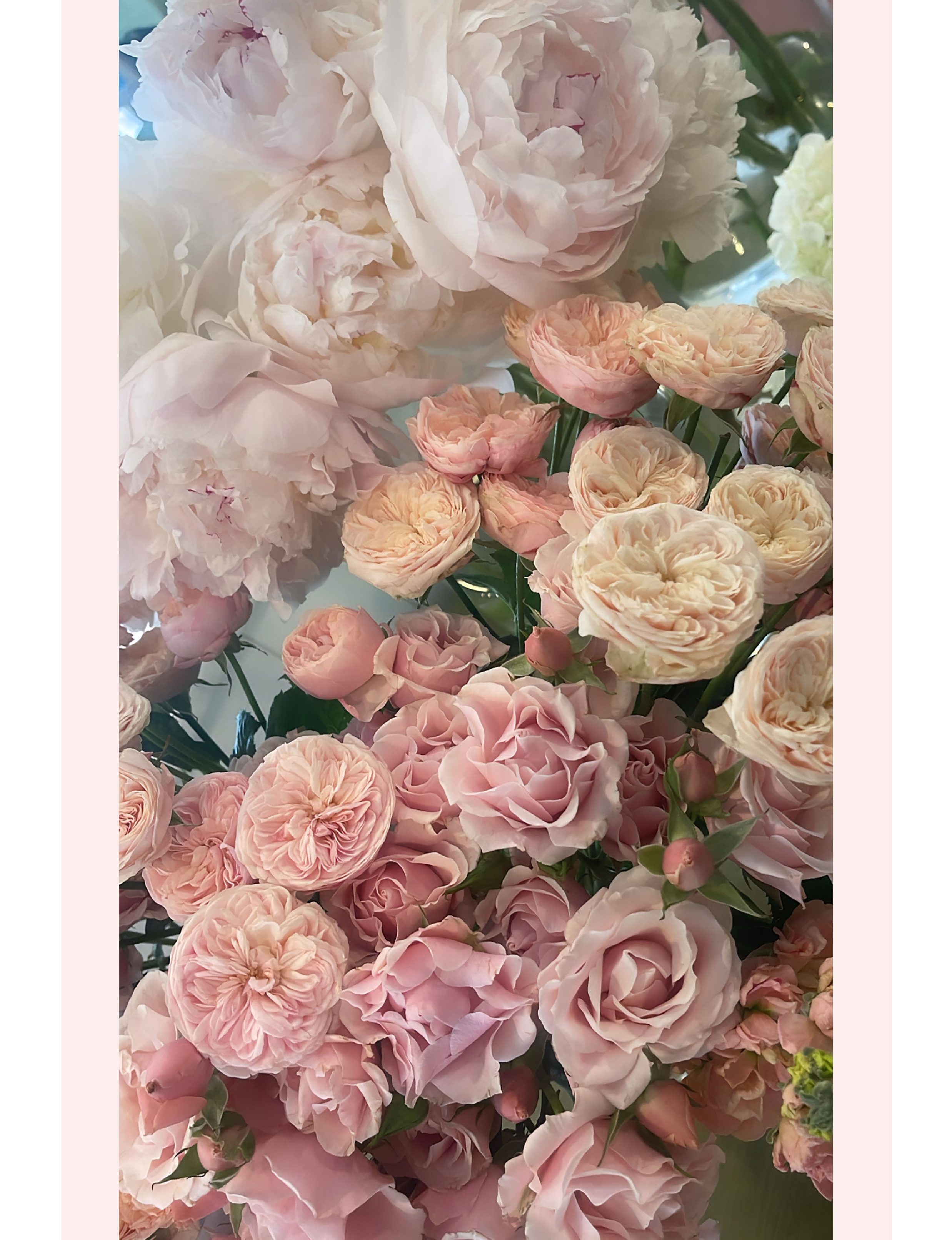 pink roses flowers