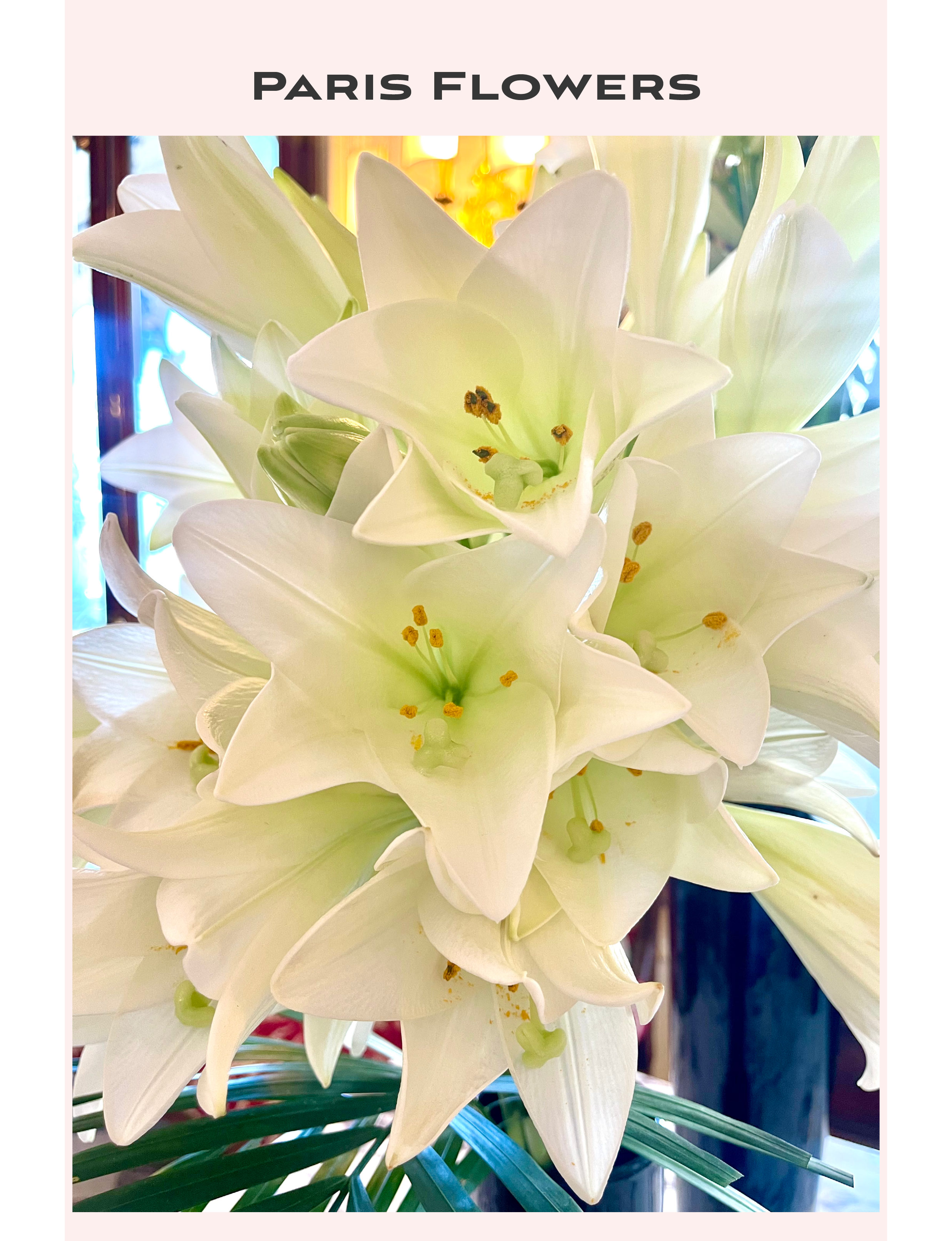 a close-up arrangement of fresh white lilies (Lilium)