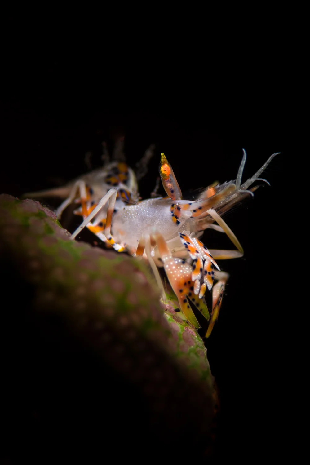 Tiger Shrimp