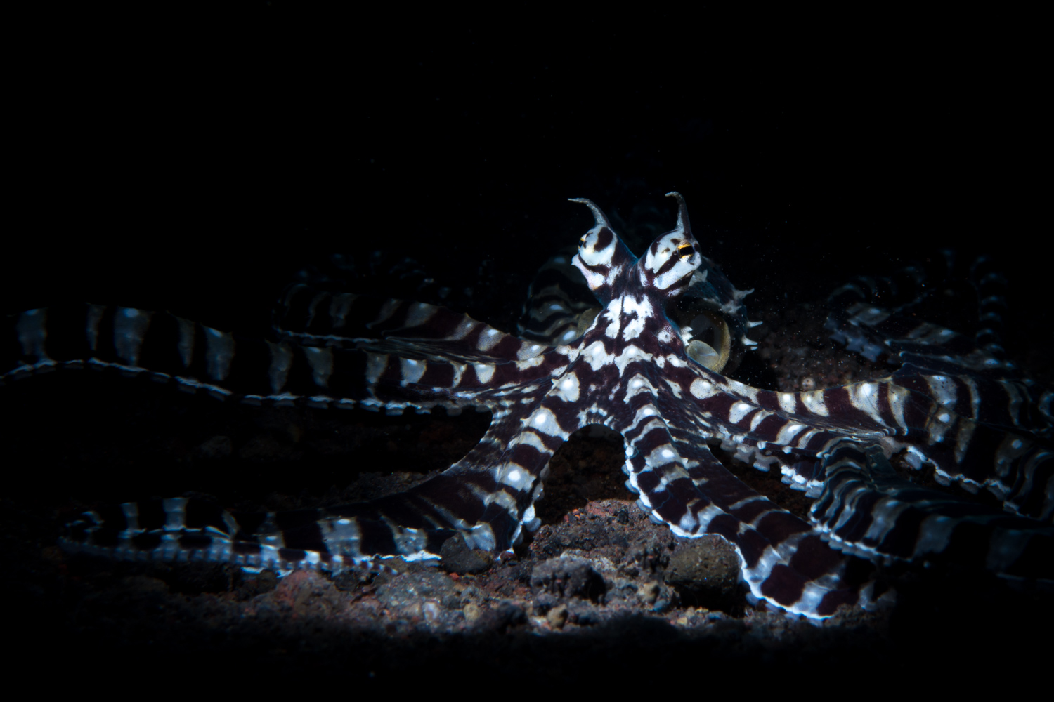 Mimic Octopus
