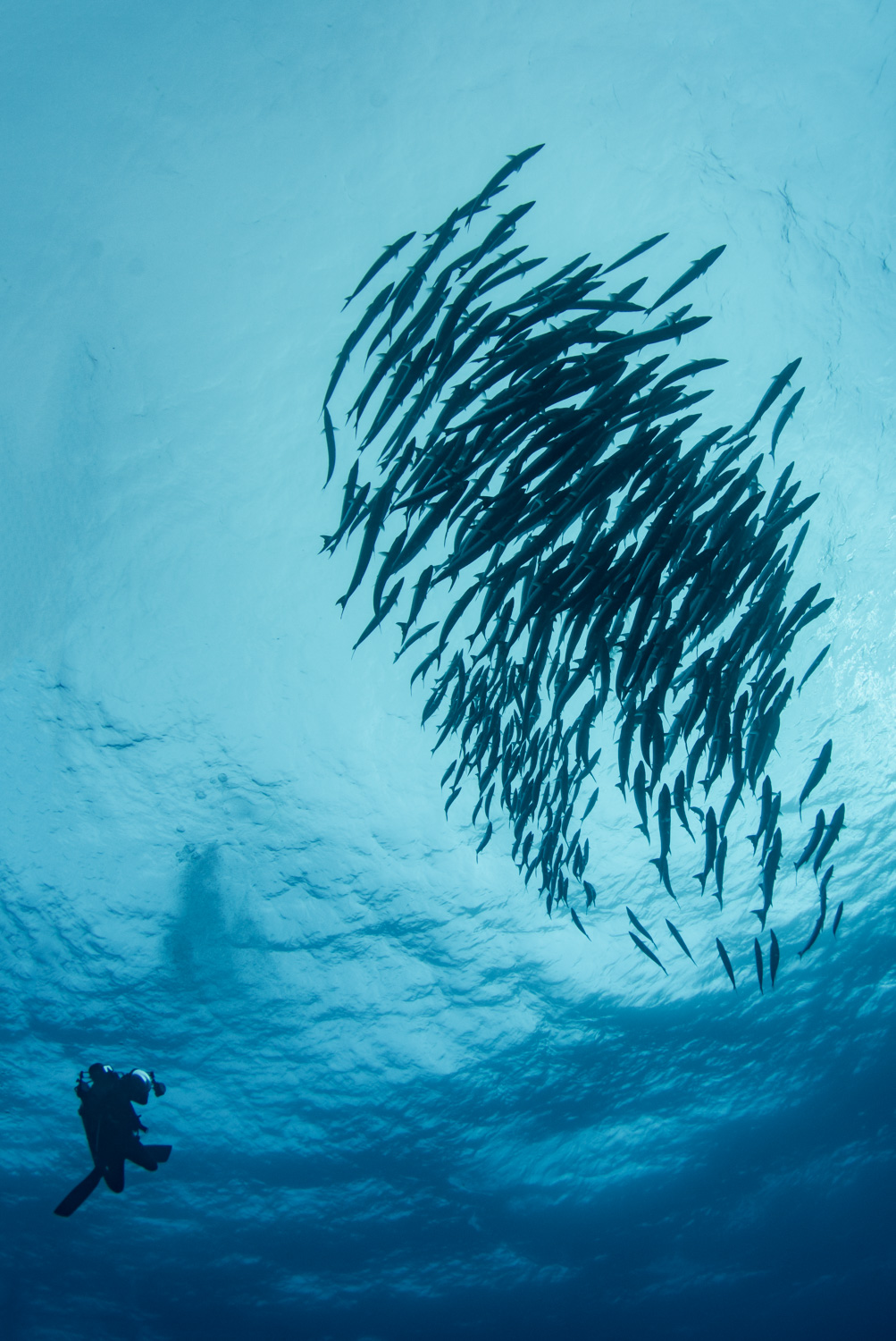 Diver & Barracuda Ball