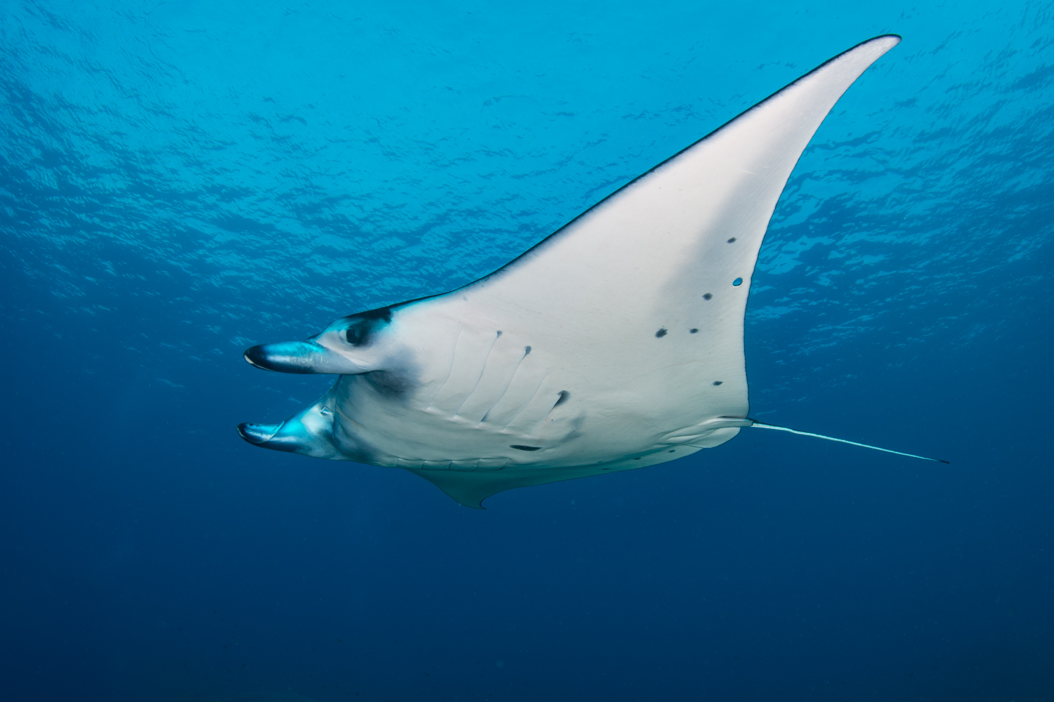Manta Fly By