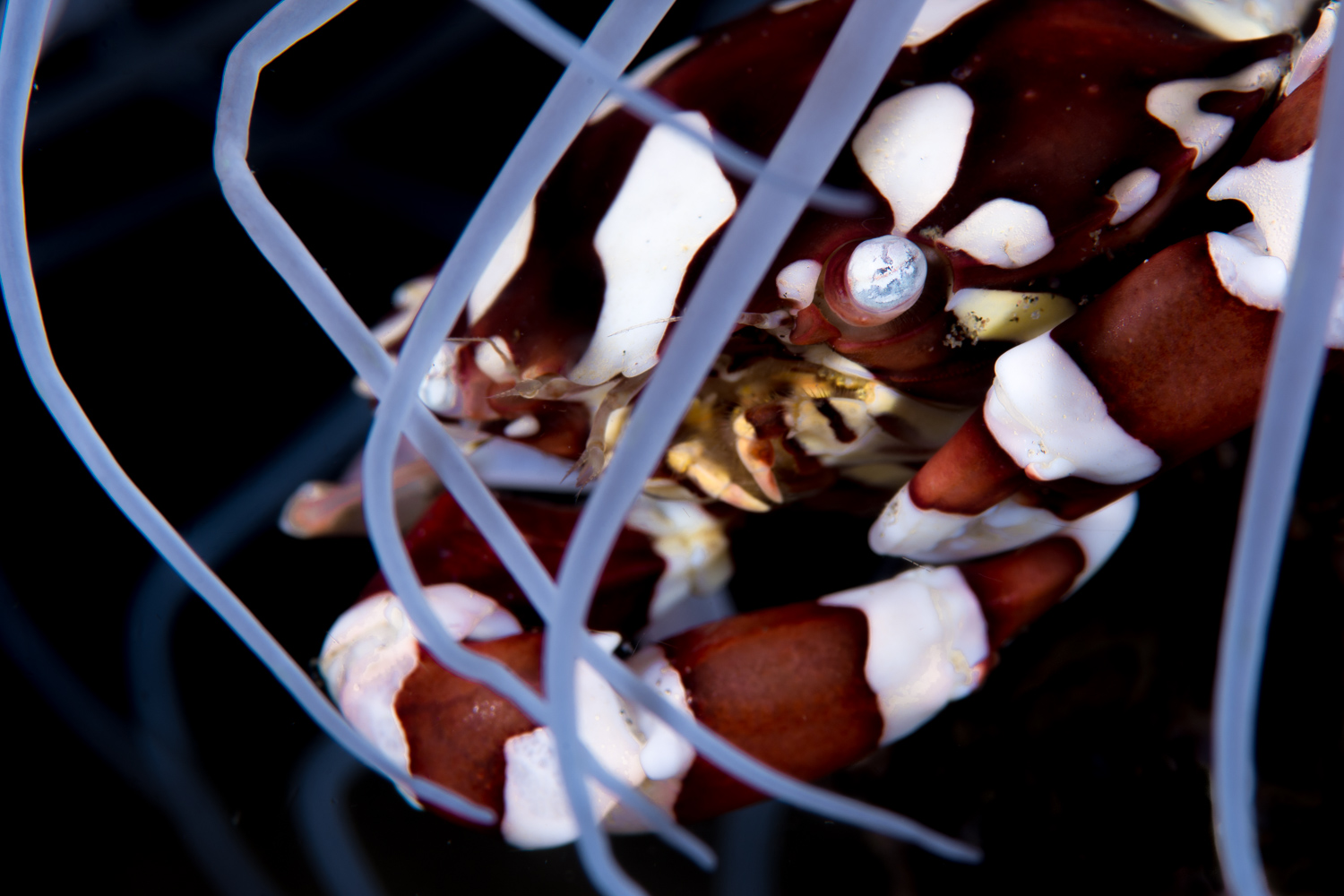 Harlequin Crab