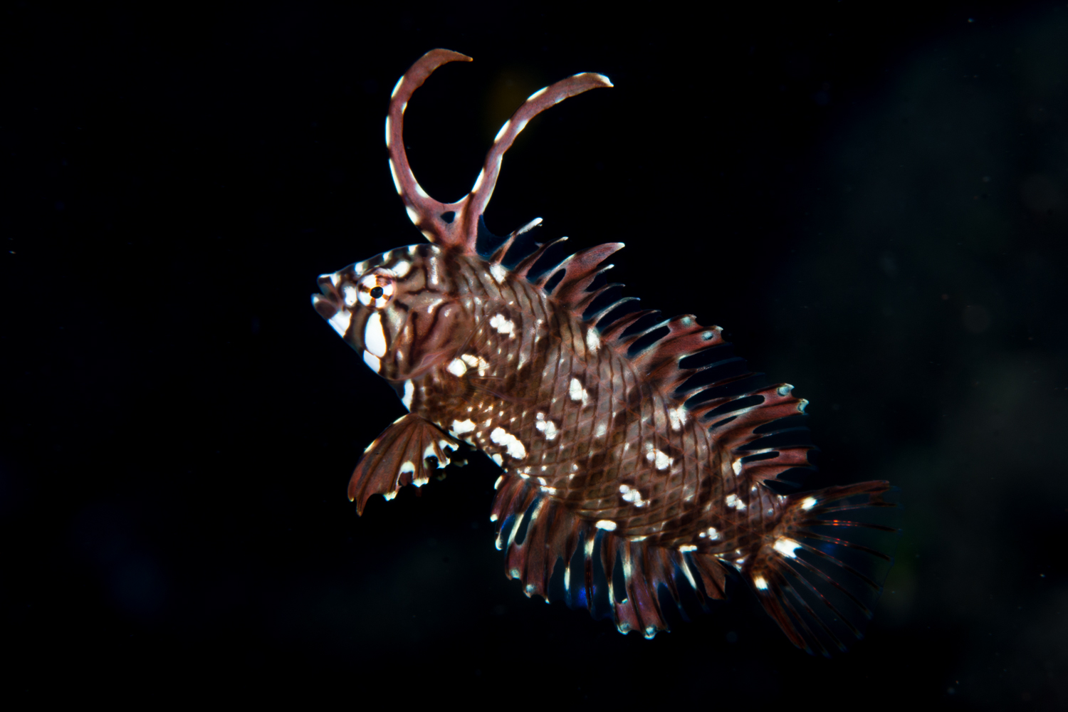 Juvenile Rockmover Wrasse