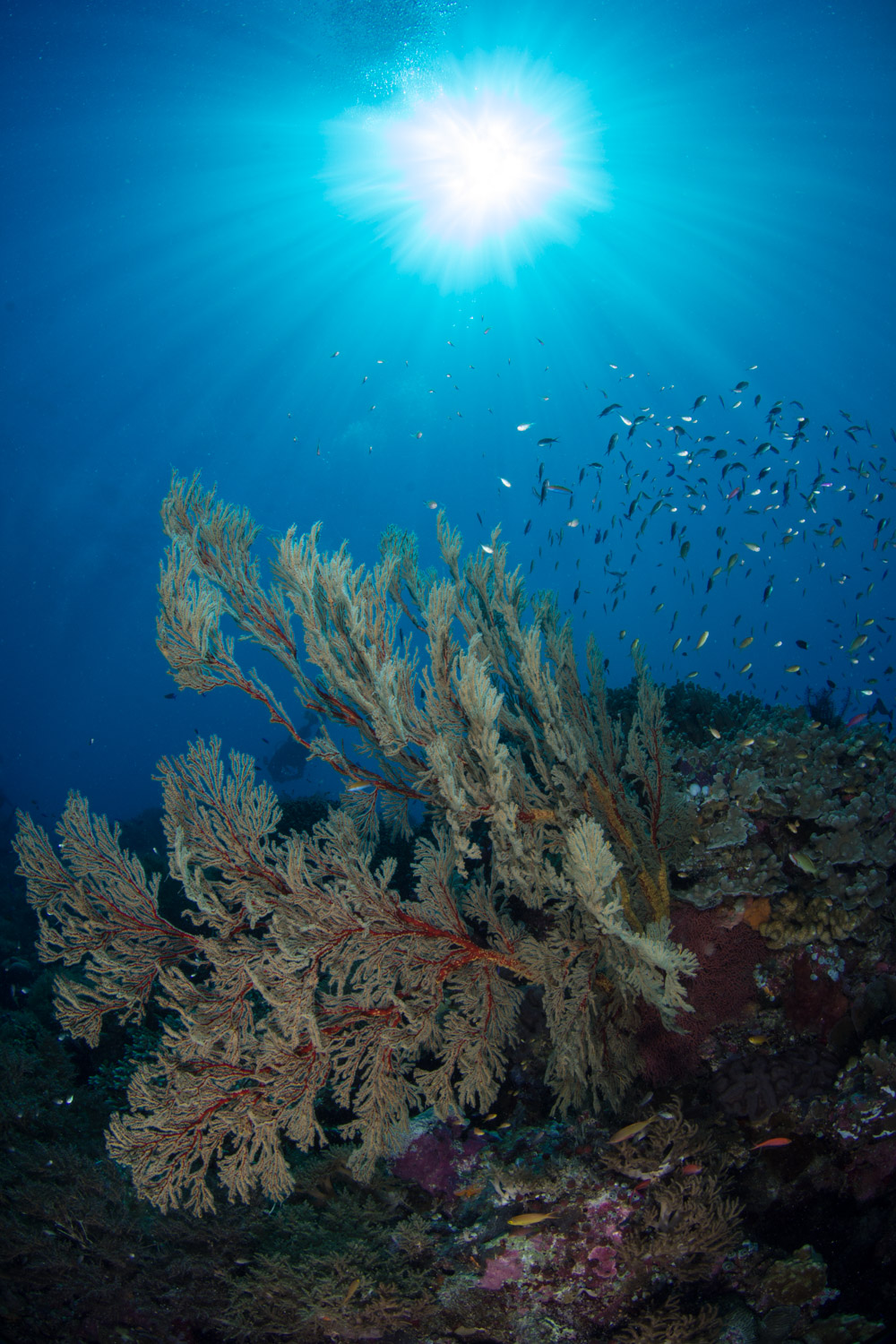 Sunburst Reef