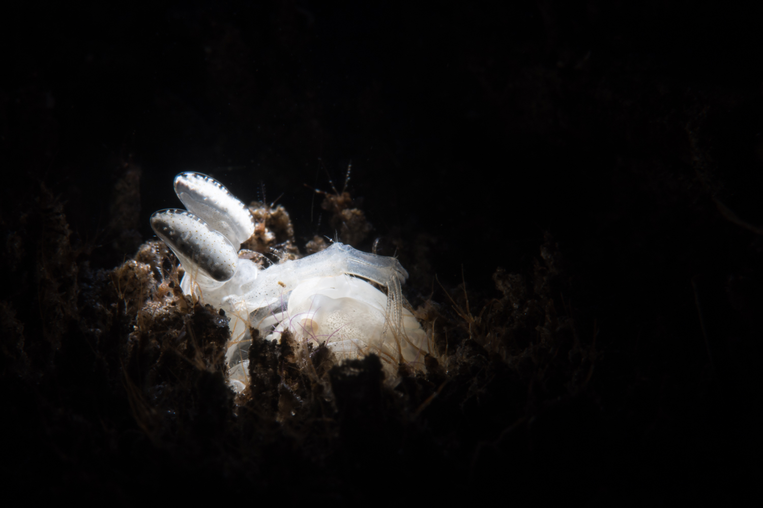 White Mantis Shrimp