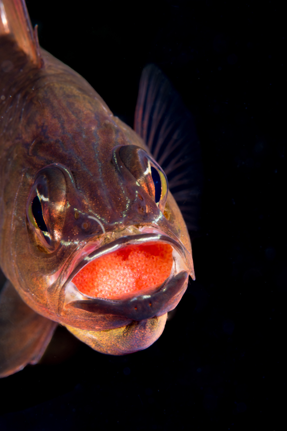 Cardinal Fish & Eggs