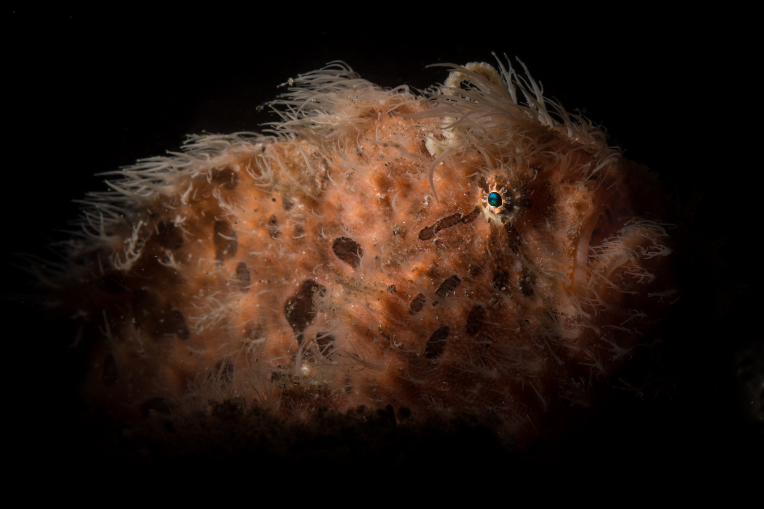 Hairy Frogfish