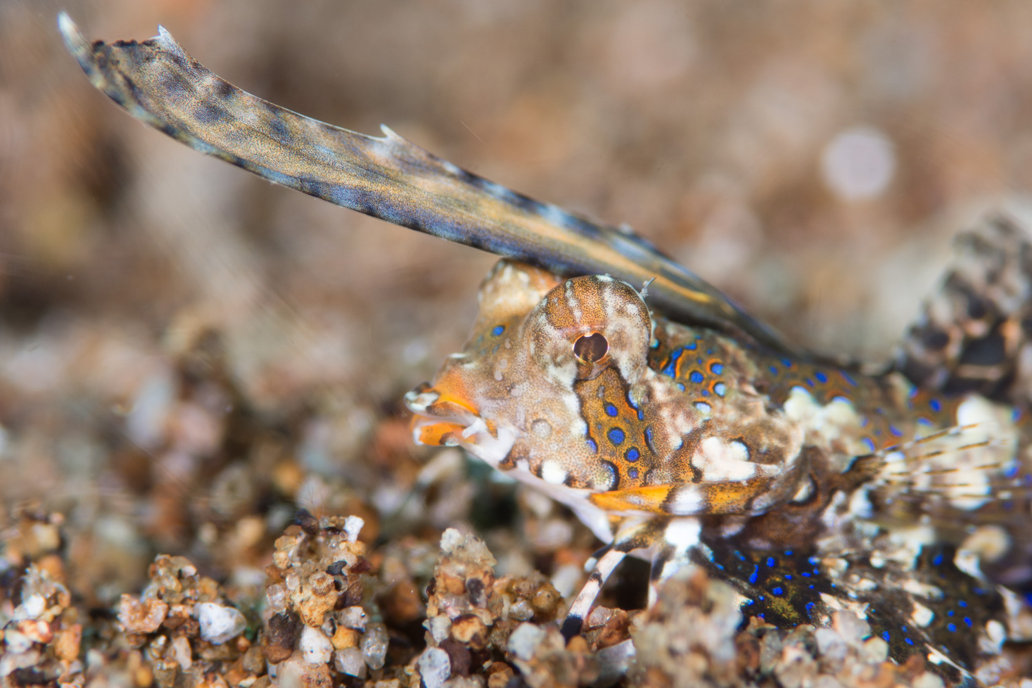 Dragonet