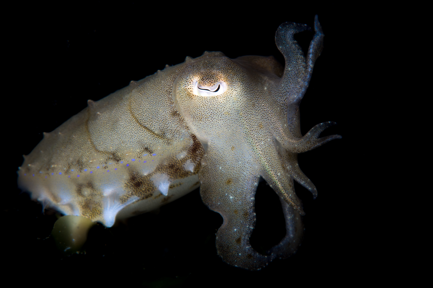 Dwarf Cuttlefish