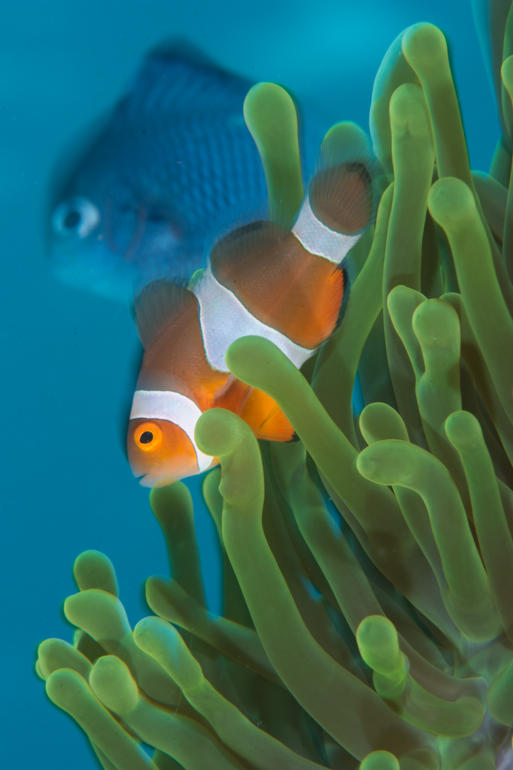 Nemo & Friend