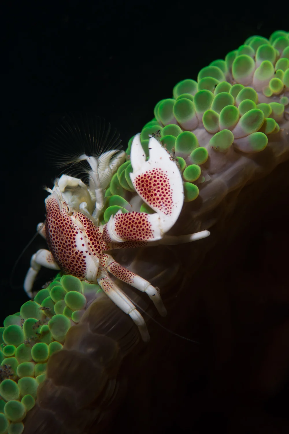 Porcelain Anemone Crab