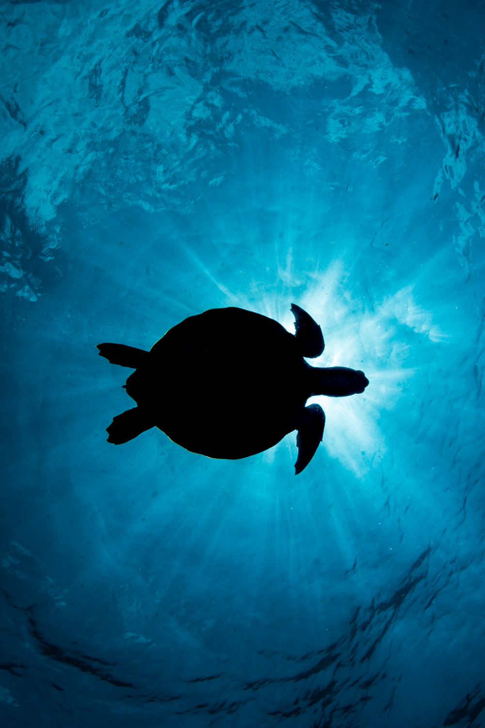 Turtle Sunburst