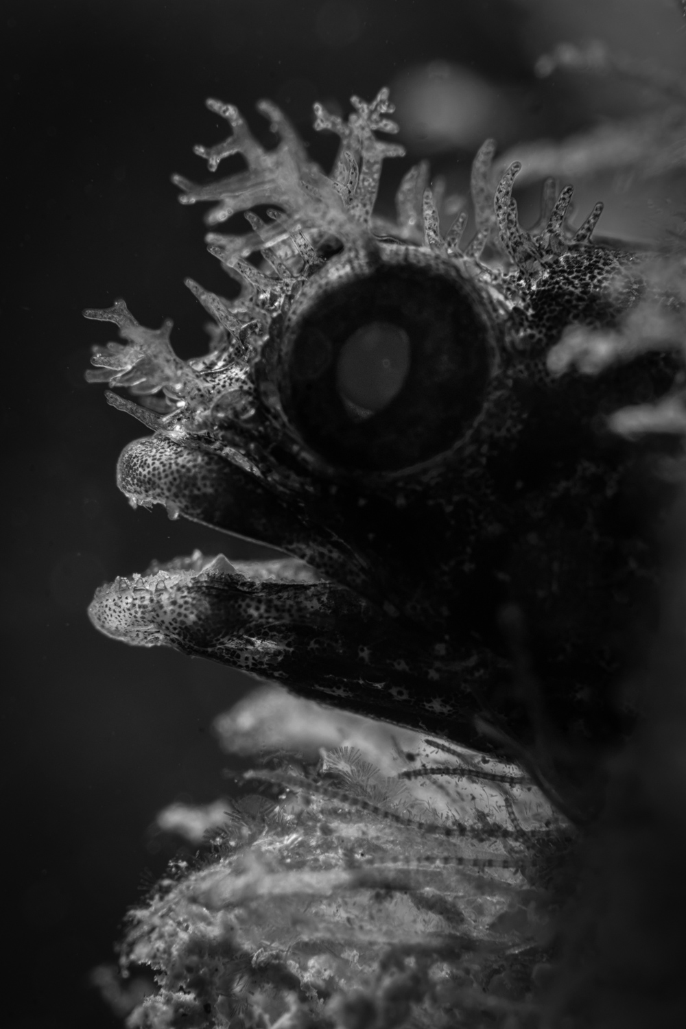 Warrior Blenny